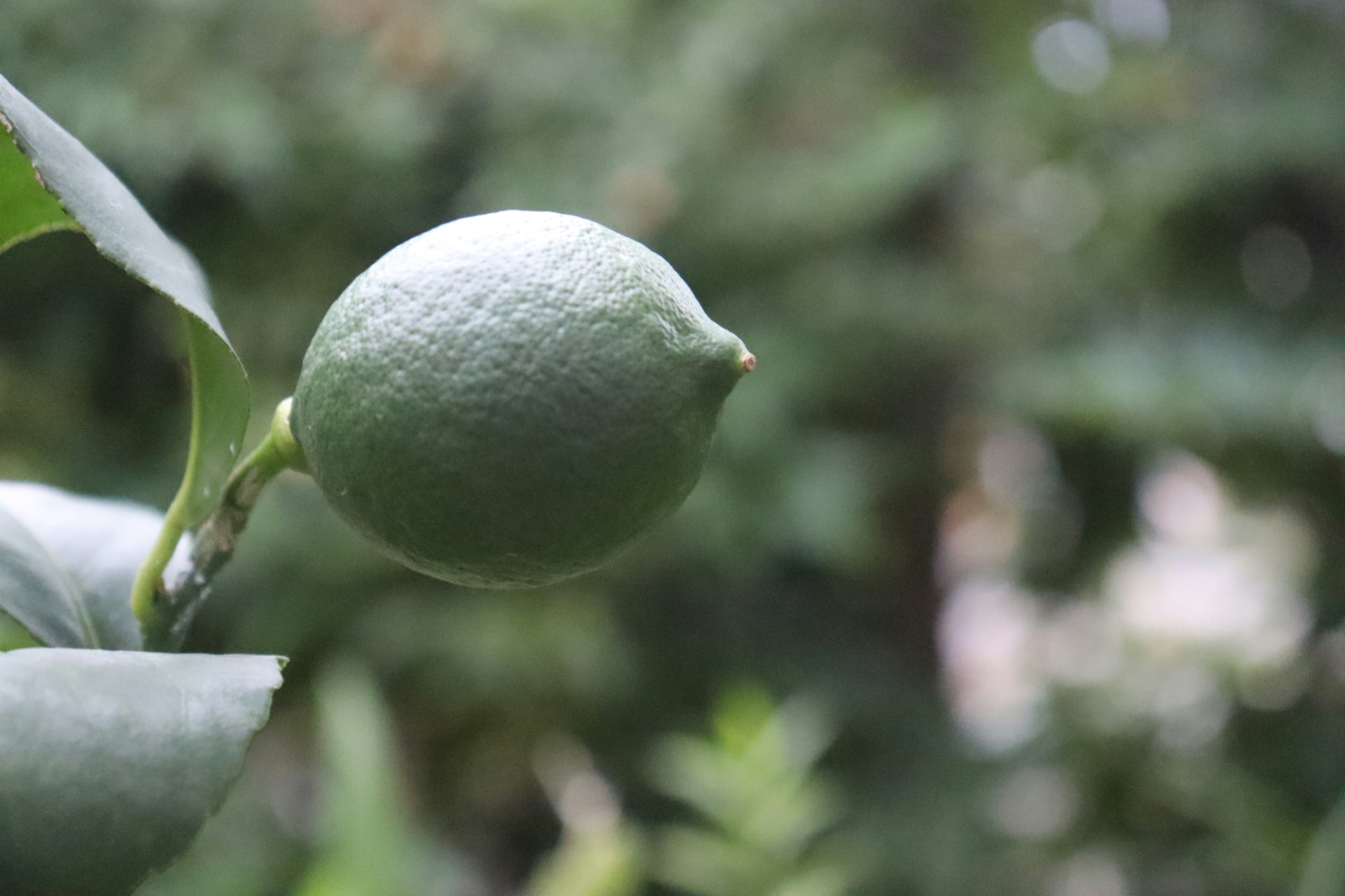 Un limone verde appeso a un ramo con sfondo sfocato