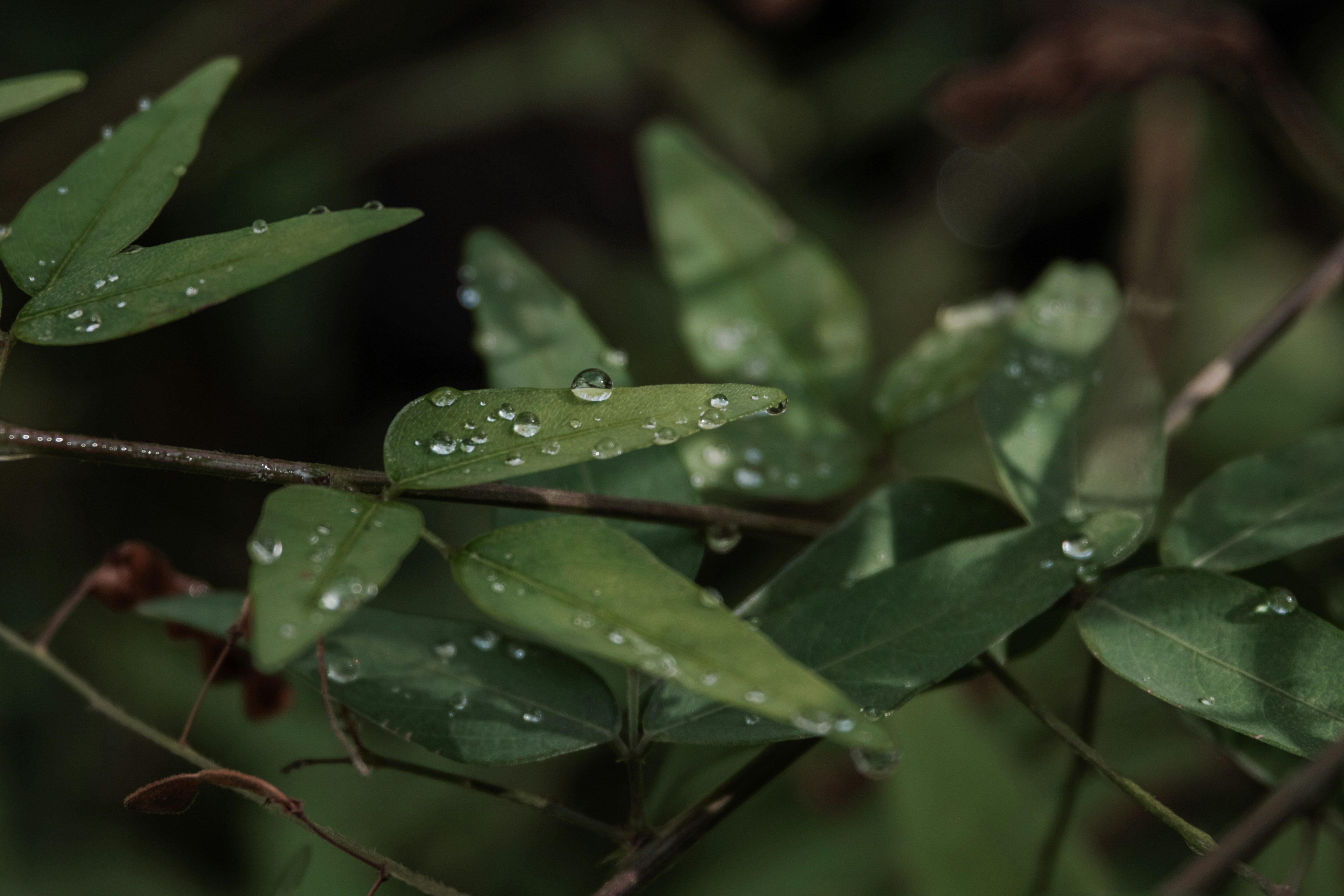 Primo piano di foglie verdi con gocce d'acqua