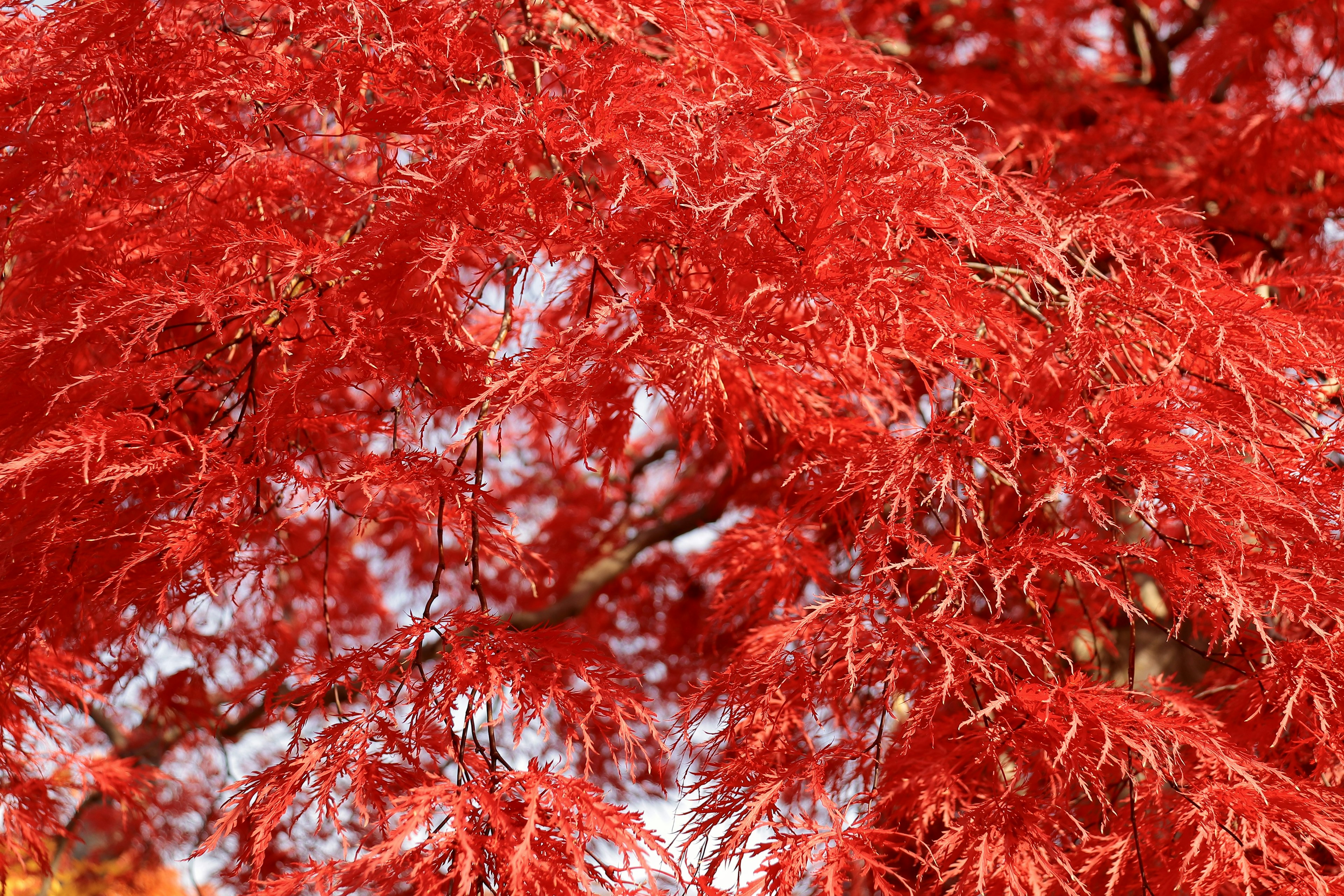 鮮豔紅色楓樹葉子的特寫