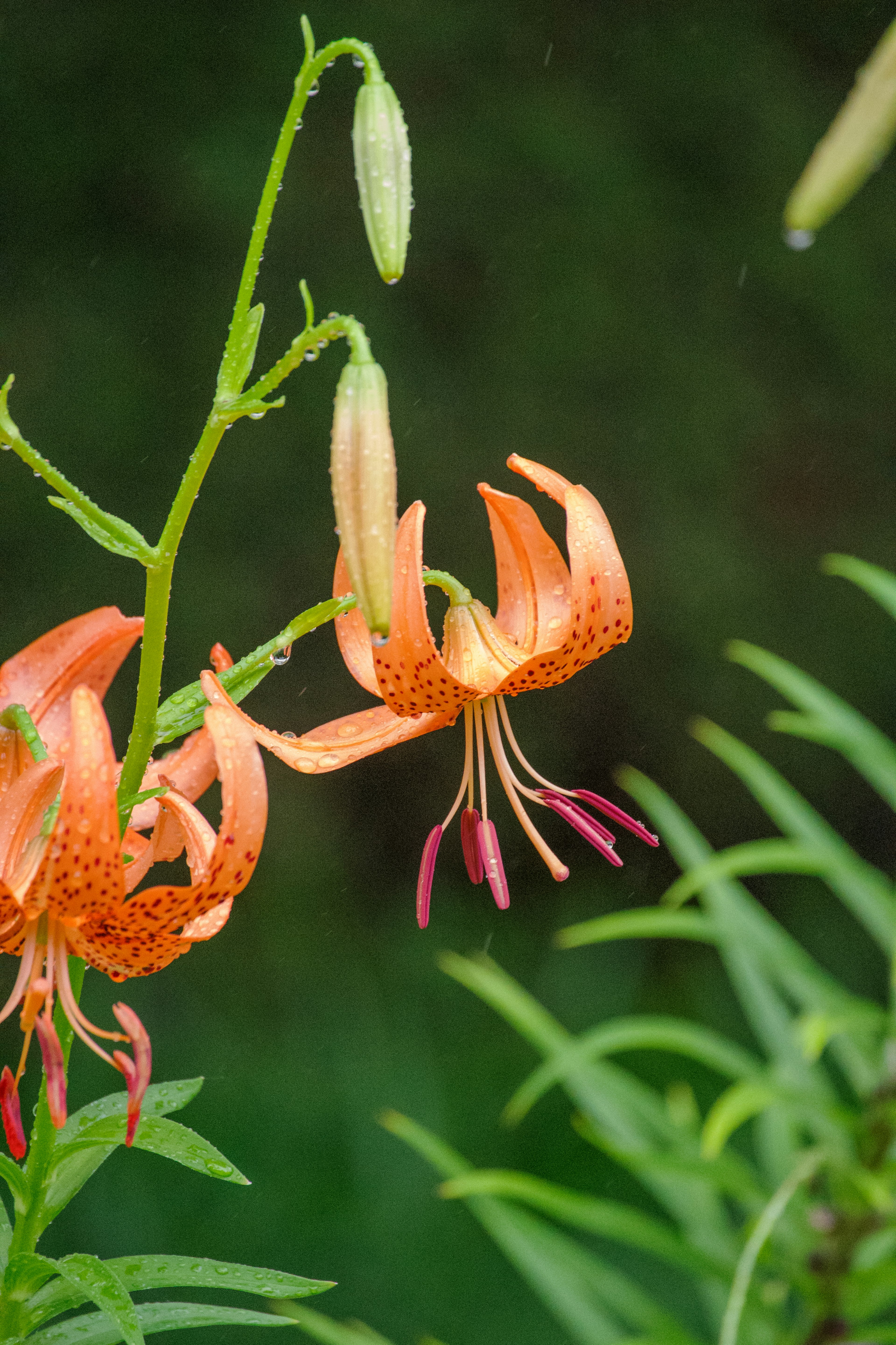 Orange lily flowers in bloom with green leaves and background