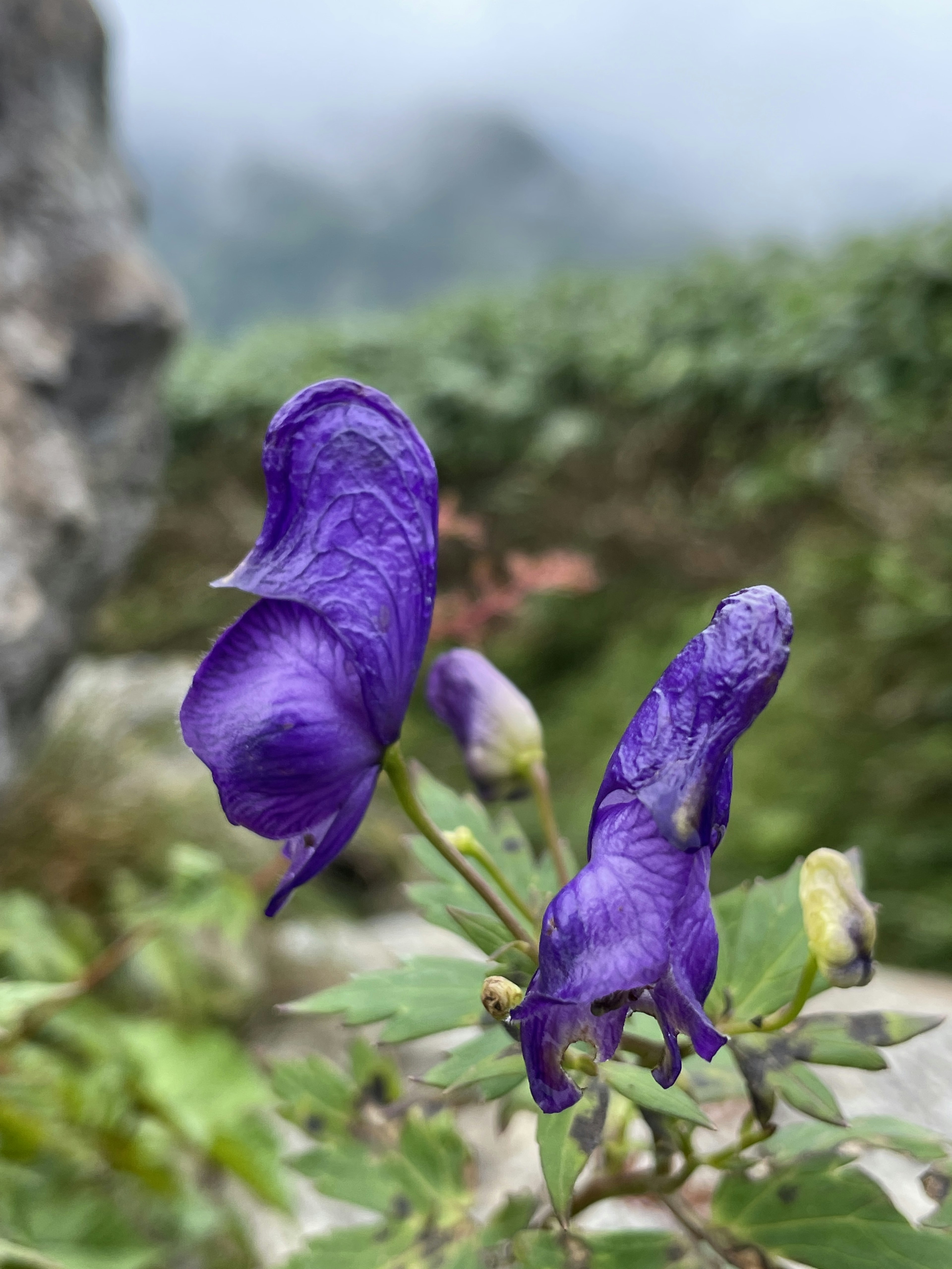 紫色花朵的特写，背景雾蒙蒙