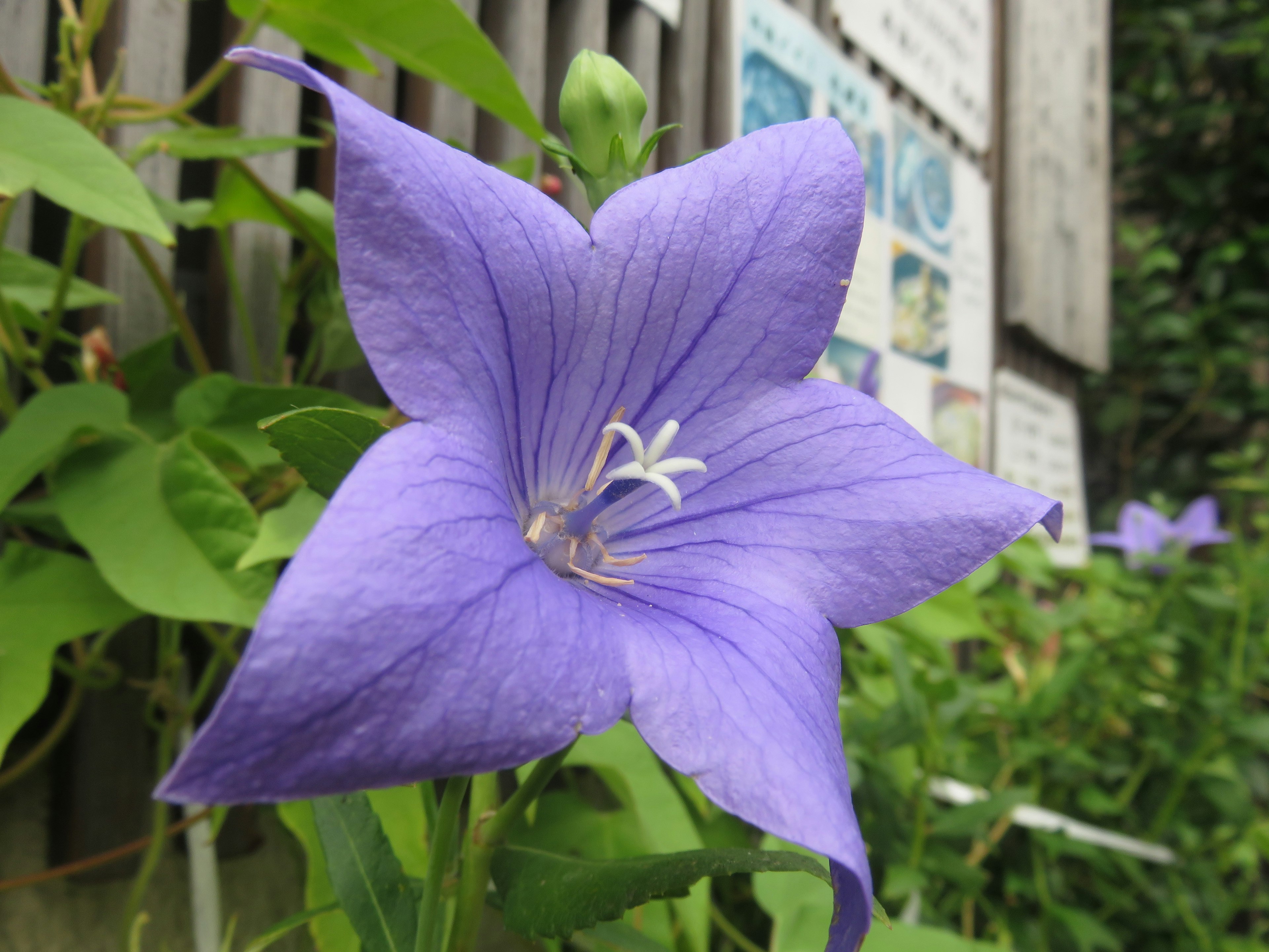 A purple balloon flower in bloom with a sign in the background