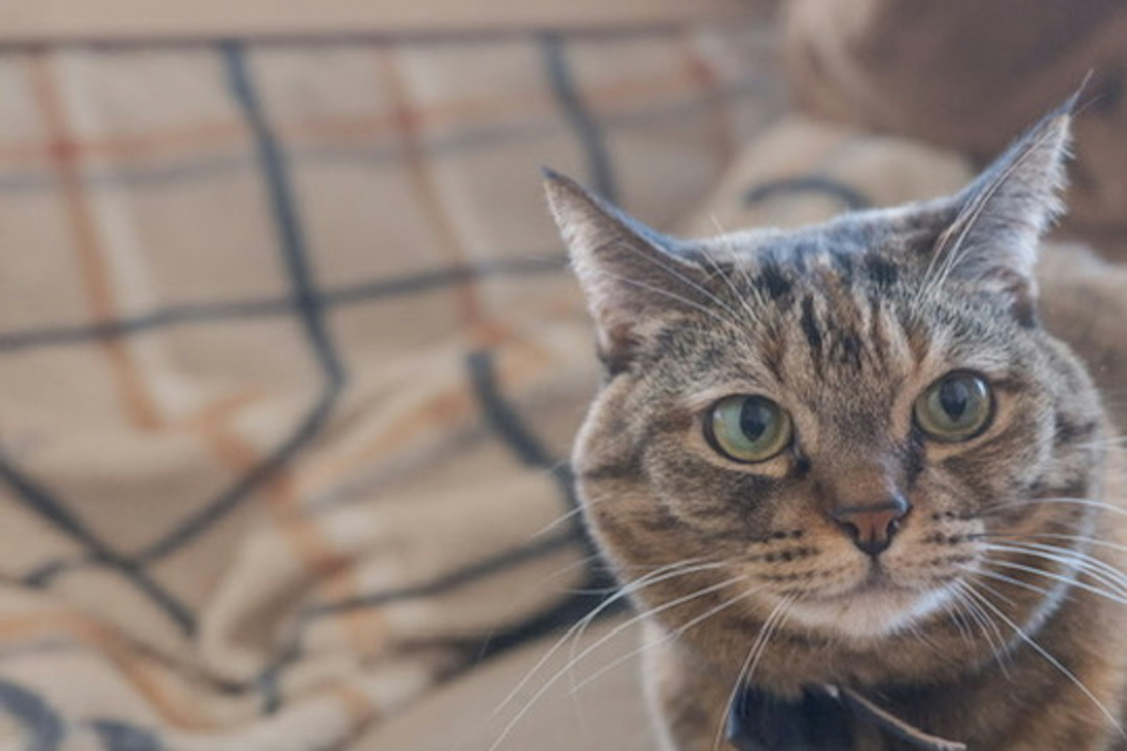 Kucing coklat duduk di sofa dengan selimut bermotif