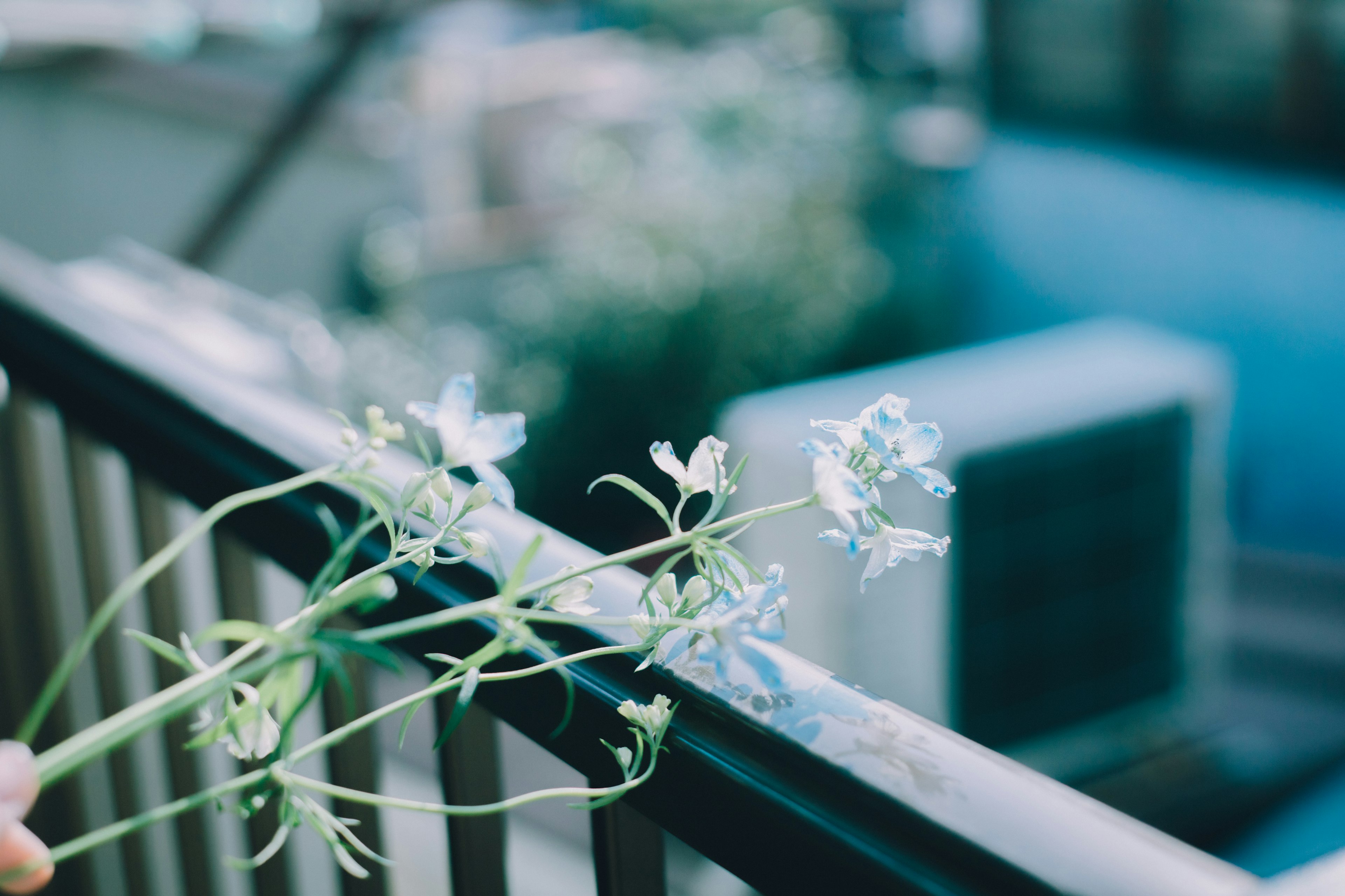 Tangan memegang bunga biru bersandar di pagar balkon