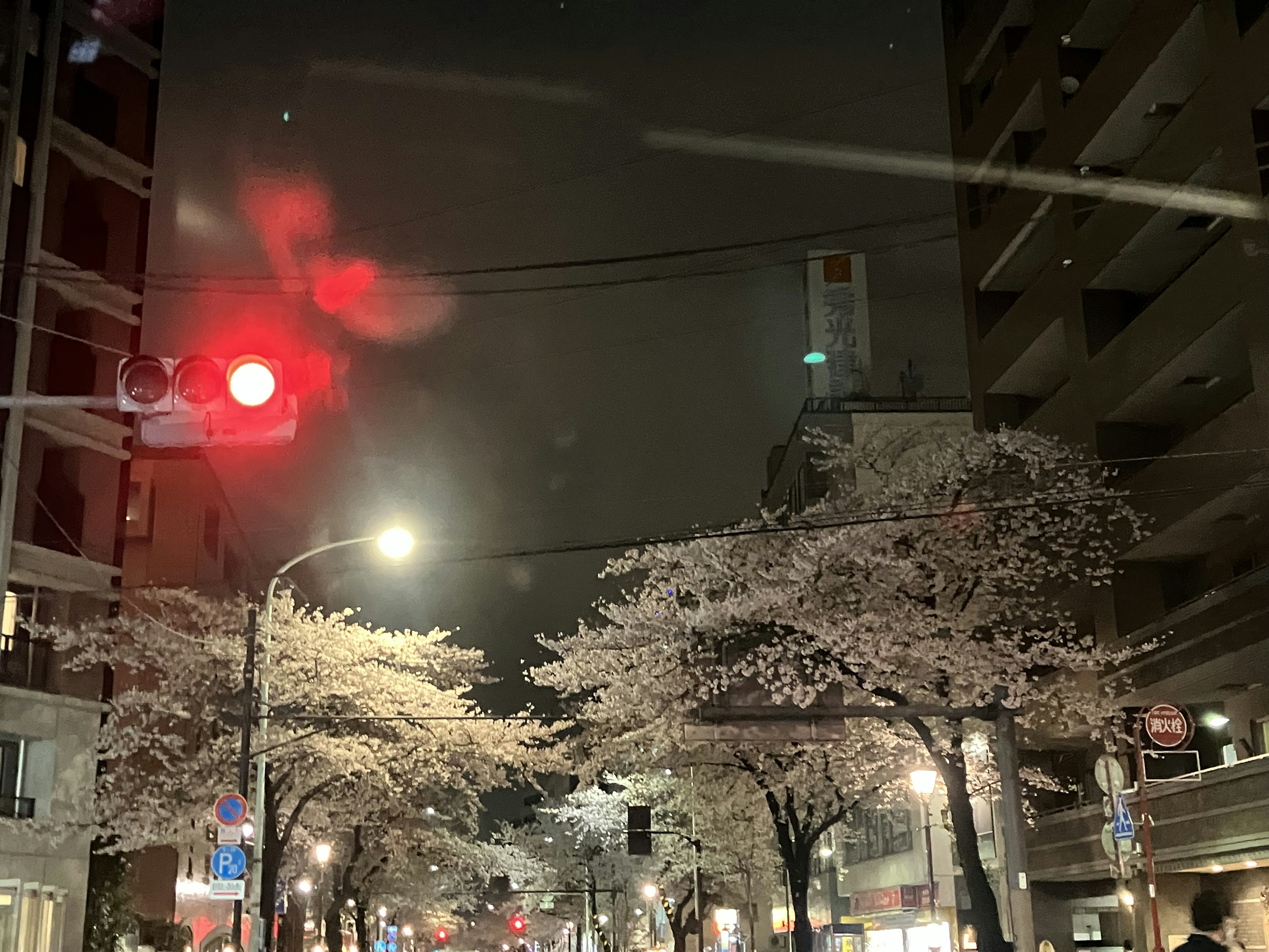 Street lined with cherry blossom trees at night with a red traffic light