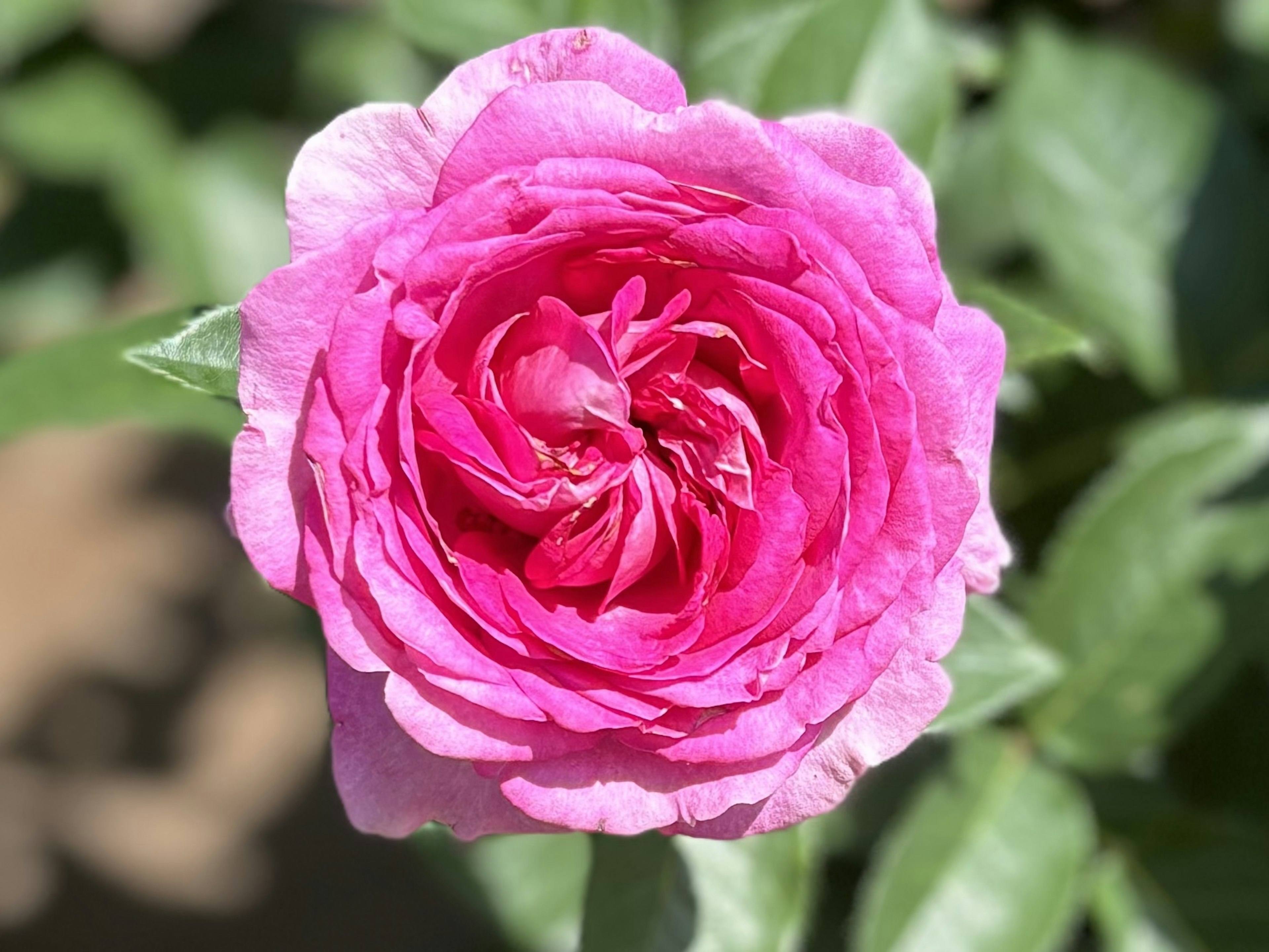 Una rosa rosa vibrante al centro circondata da foglie verdi