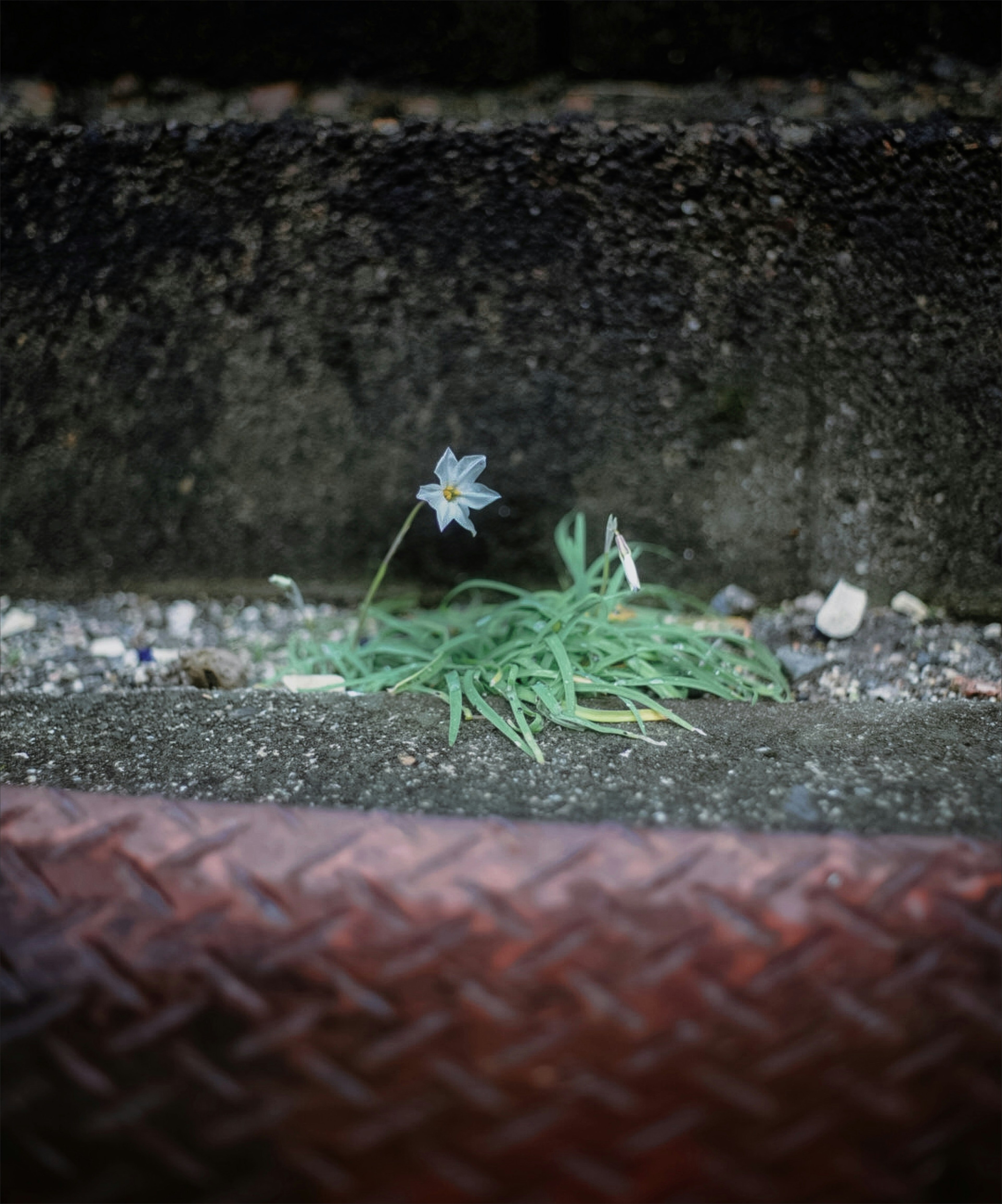 Blue flower and green grass emerging from between steps