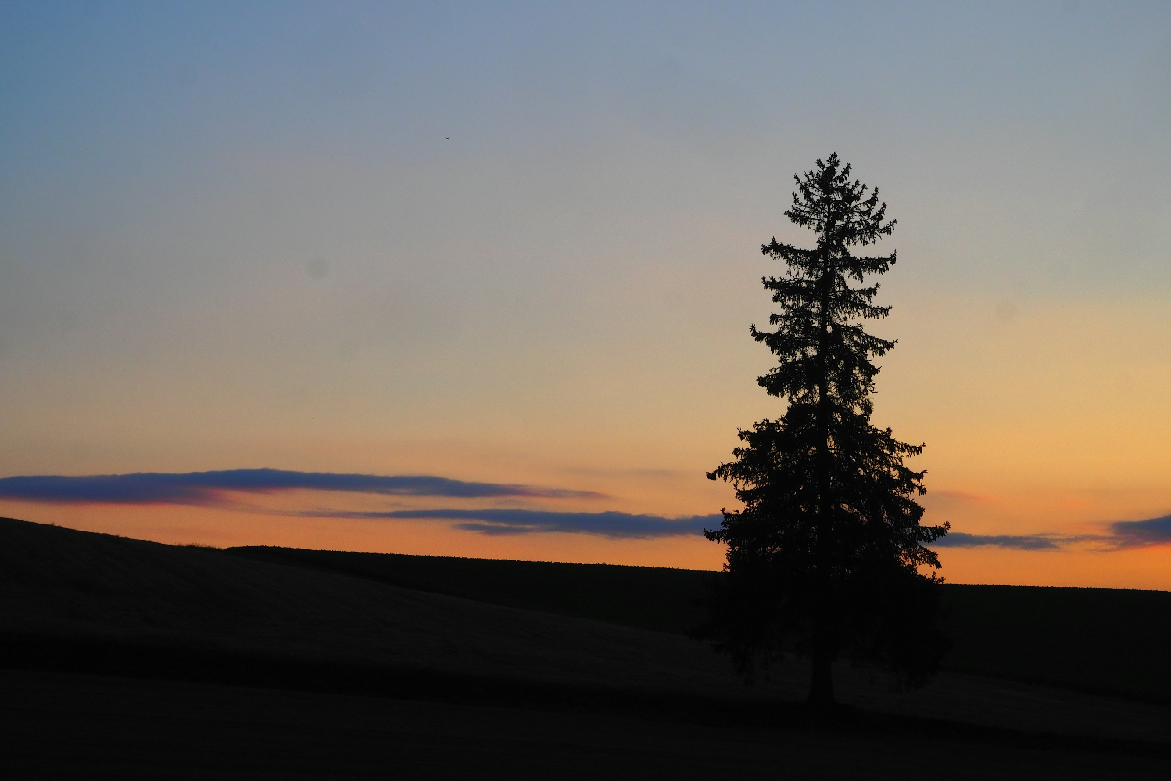 Silhouette eines einzelnen Baumes vor einem Sonnenuntergangshimmel