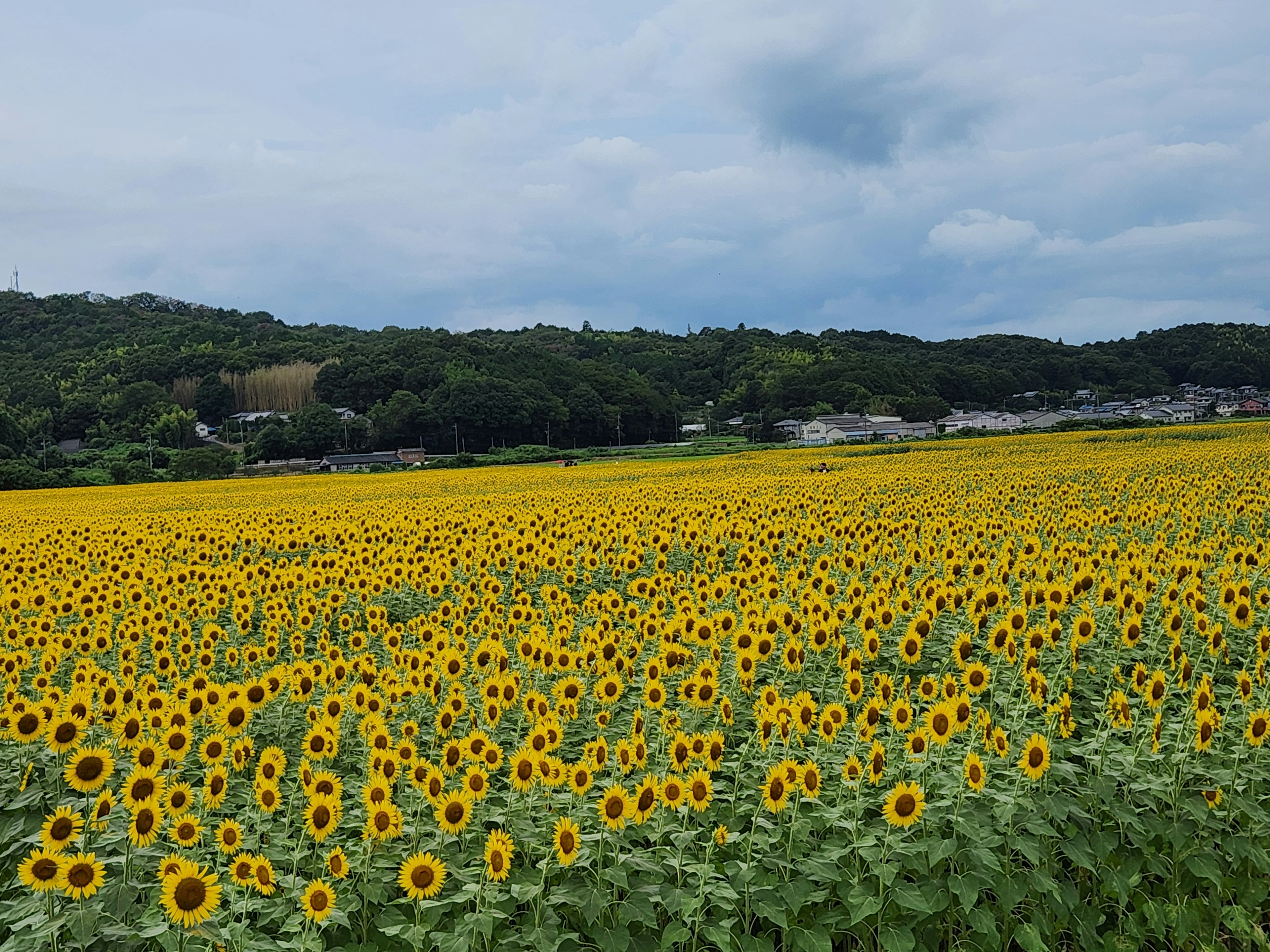 Vast sunflower field under a blue sky