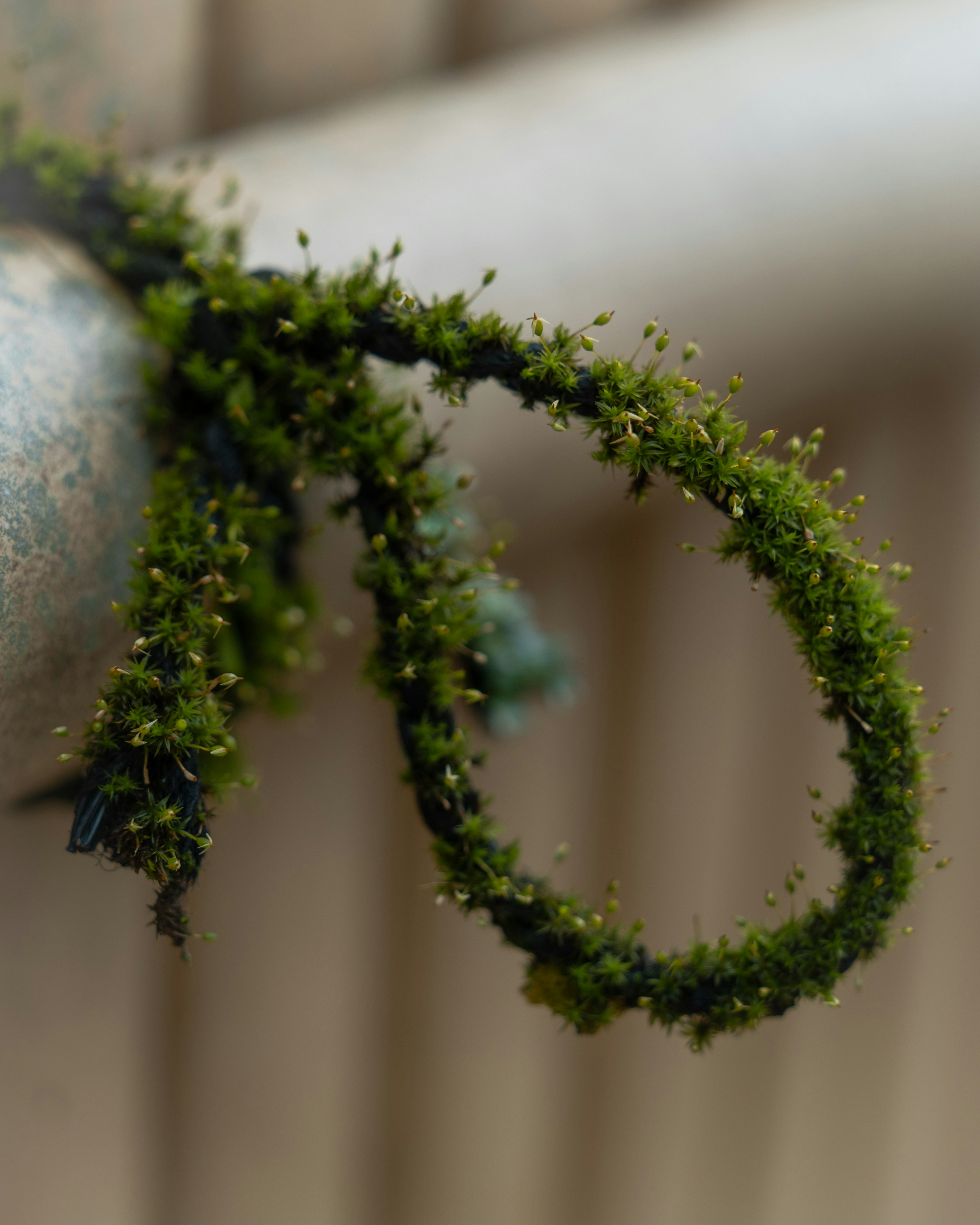 Green moss attached to a metal pipe forming a loop