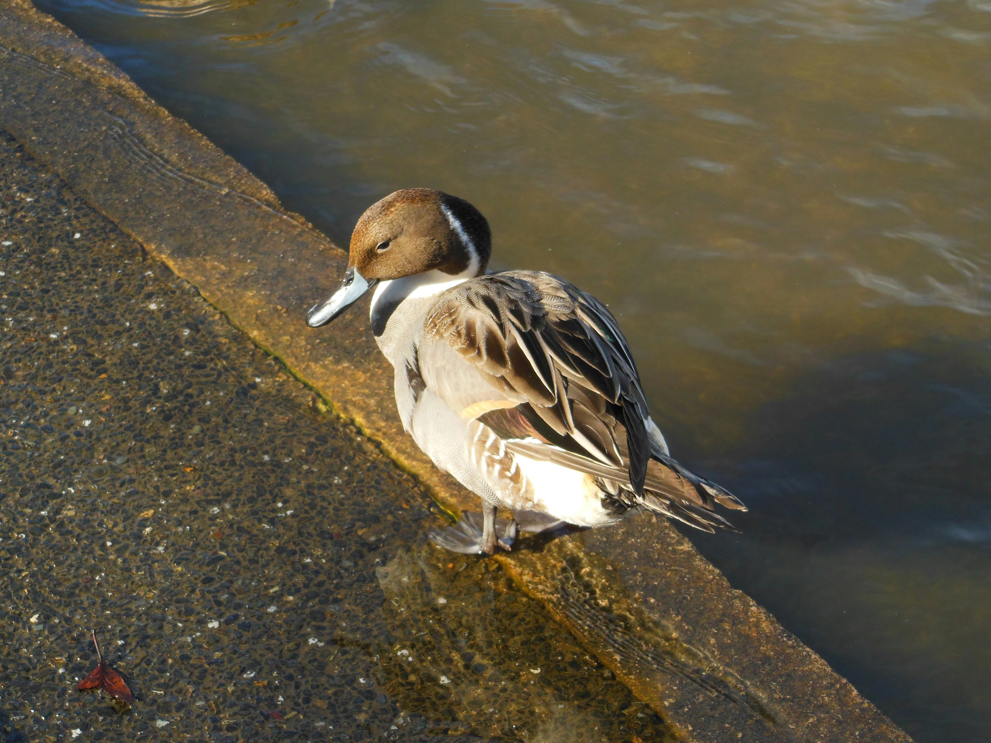 Nahaufnahme eines kleinen Vogels am Wasser