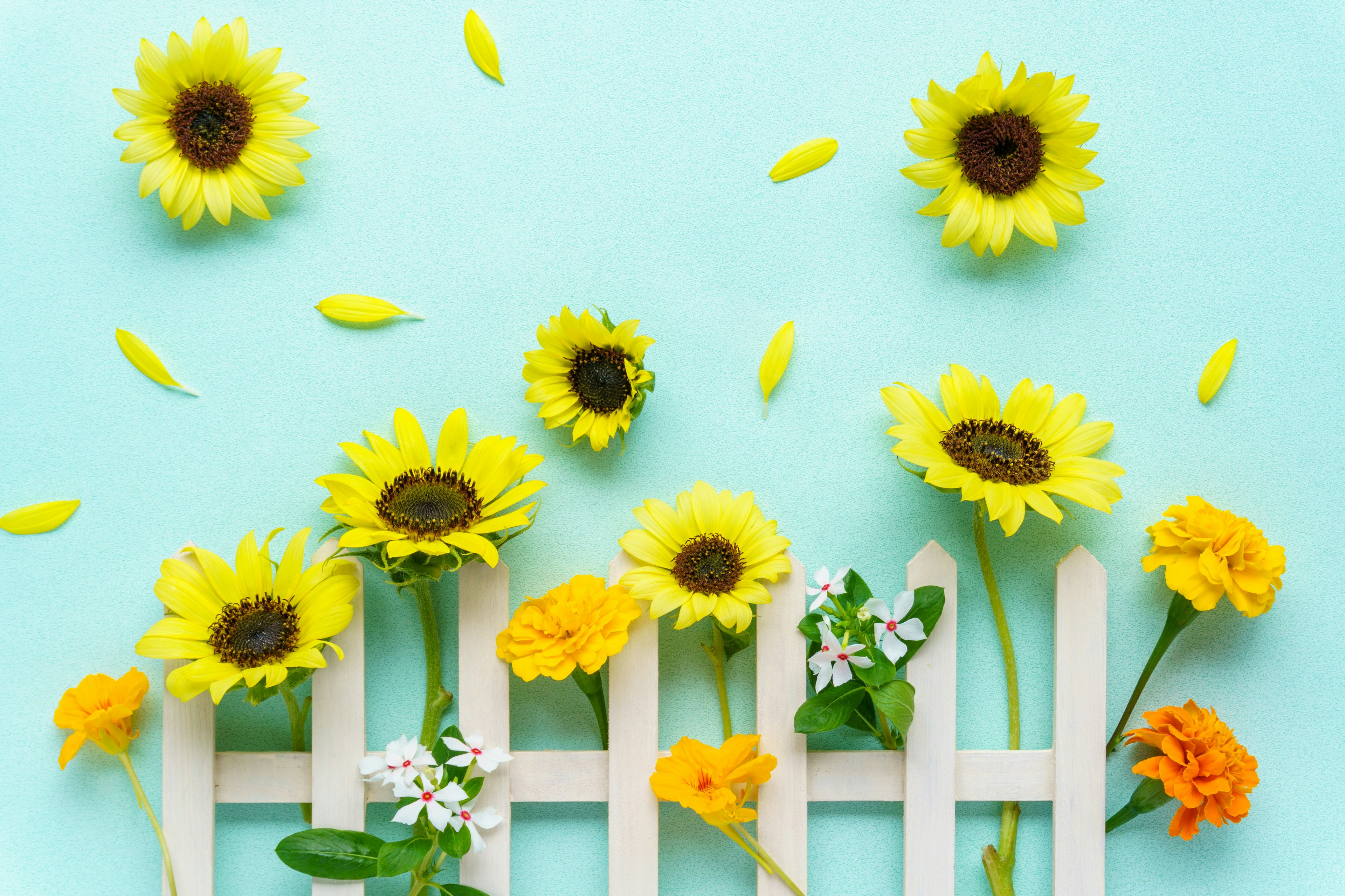 青い背景にひまわりと色とりどりの花が並ぶ白いフェンス