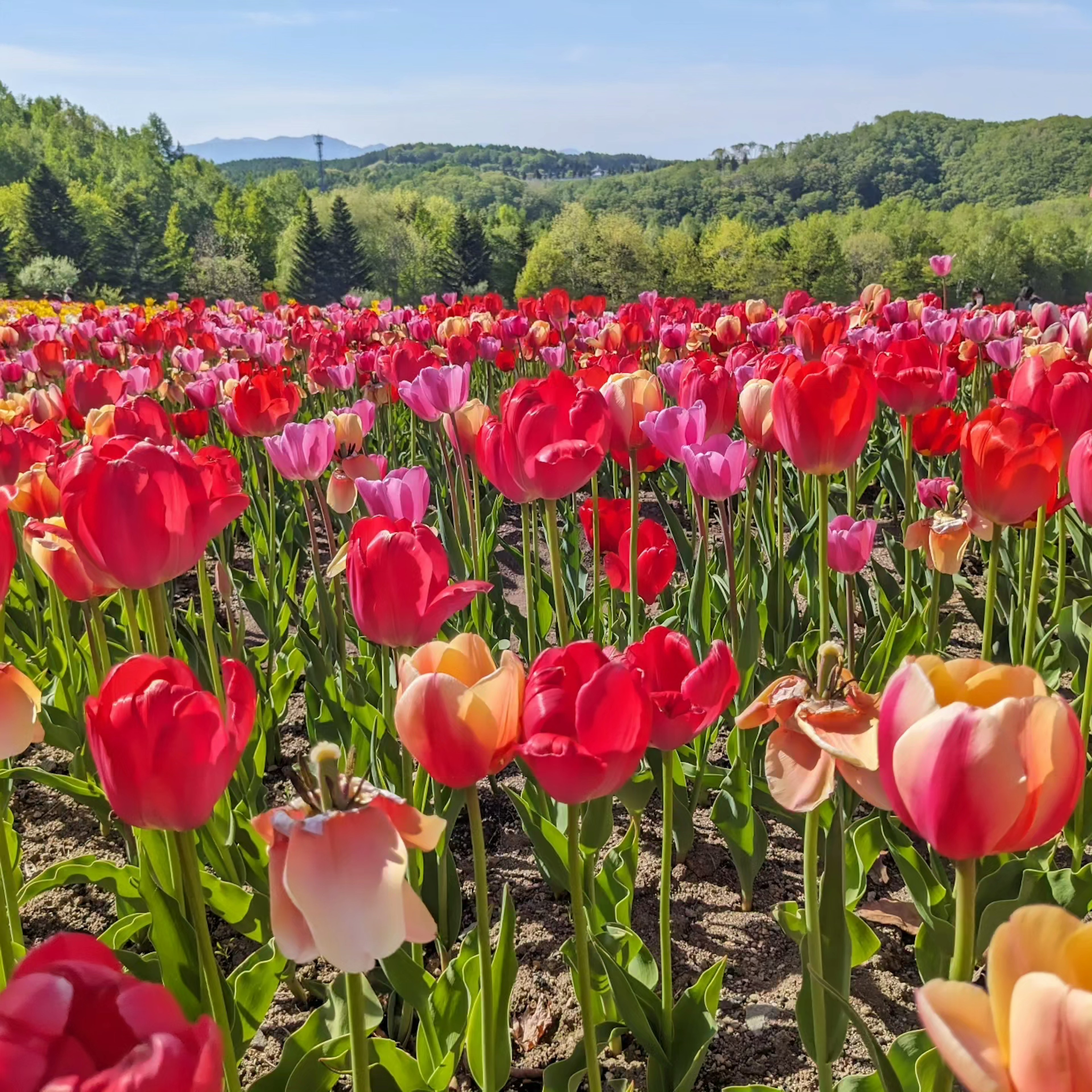 Lebendiges Tulpenfeld mit einer Vielzahl von Farben in voller Blüte