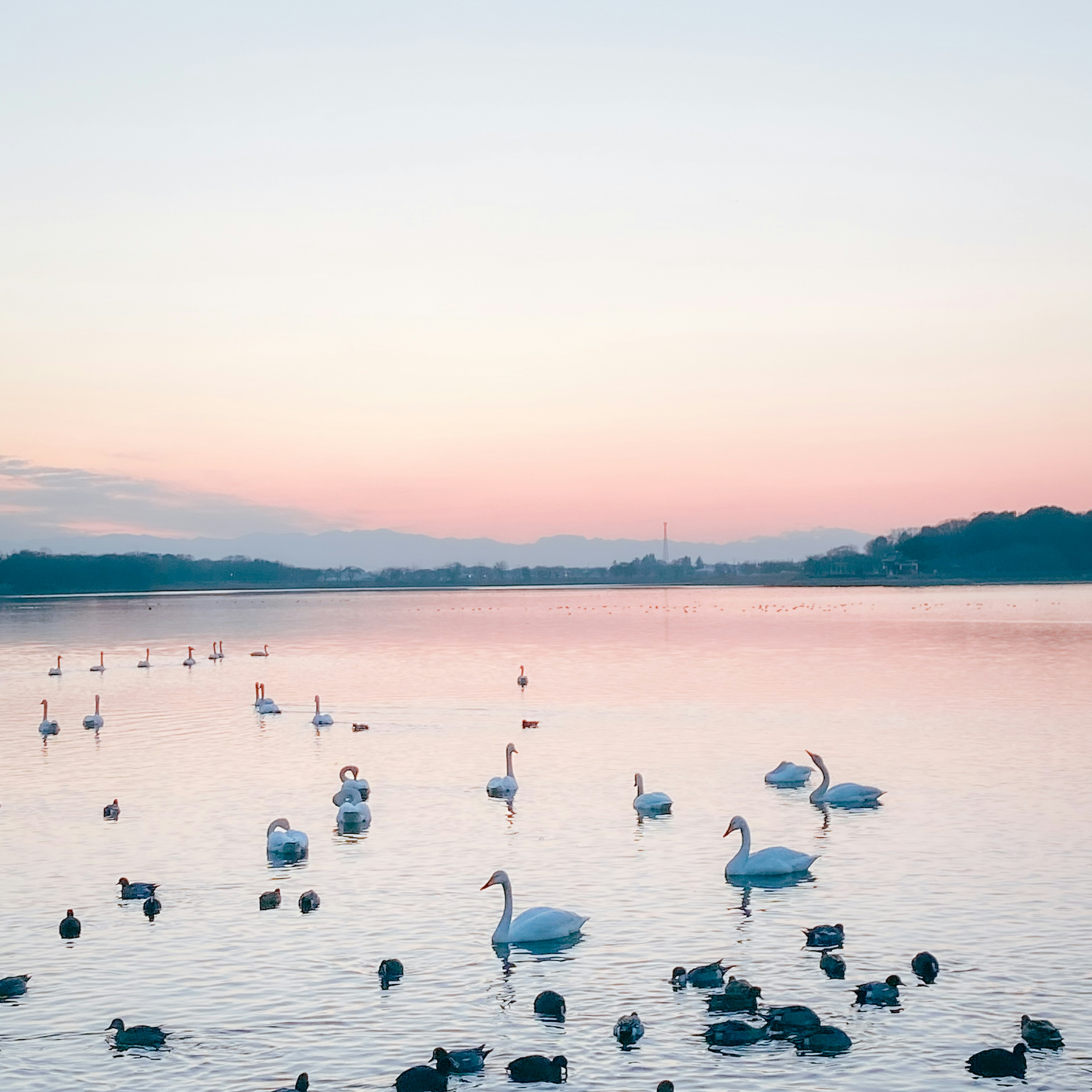 Swans and ducks floating on a calm lake with orange sunset reflections