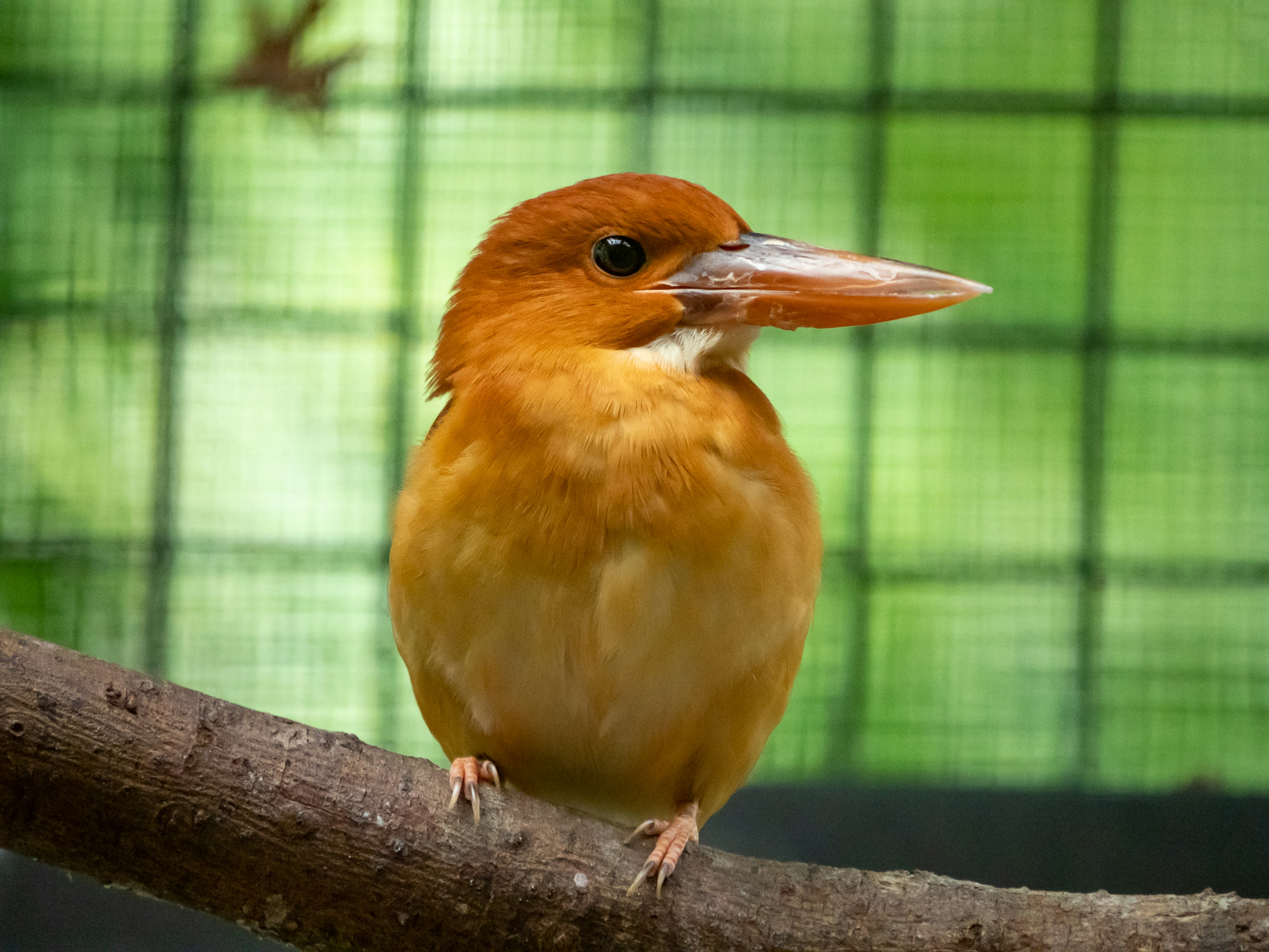 Ein kleiner Vogel mit leuchtend orangefarbenen Federn, der auf einem Ast sitzt