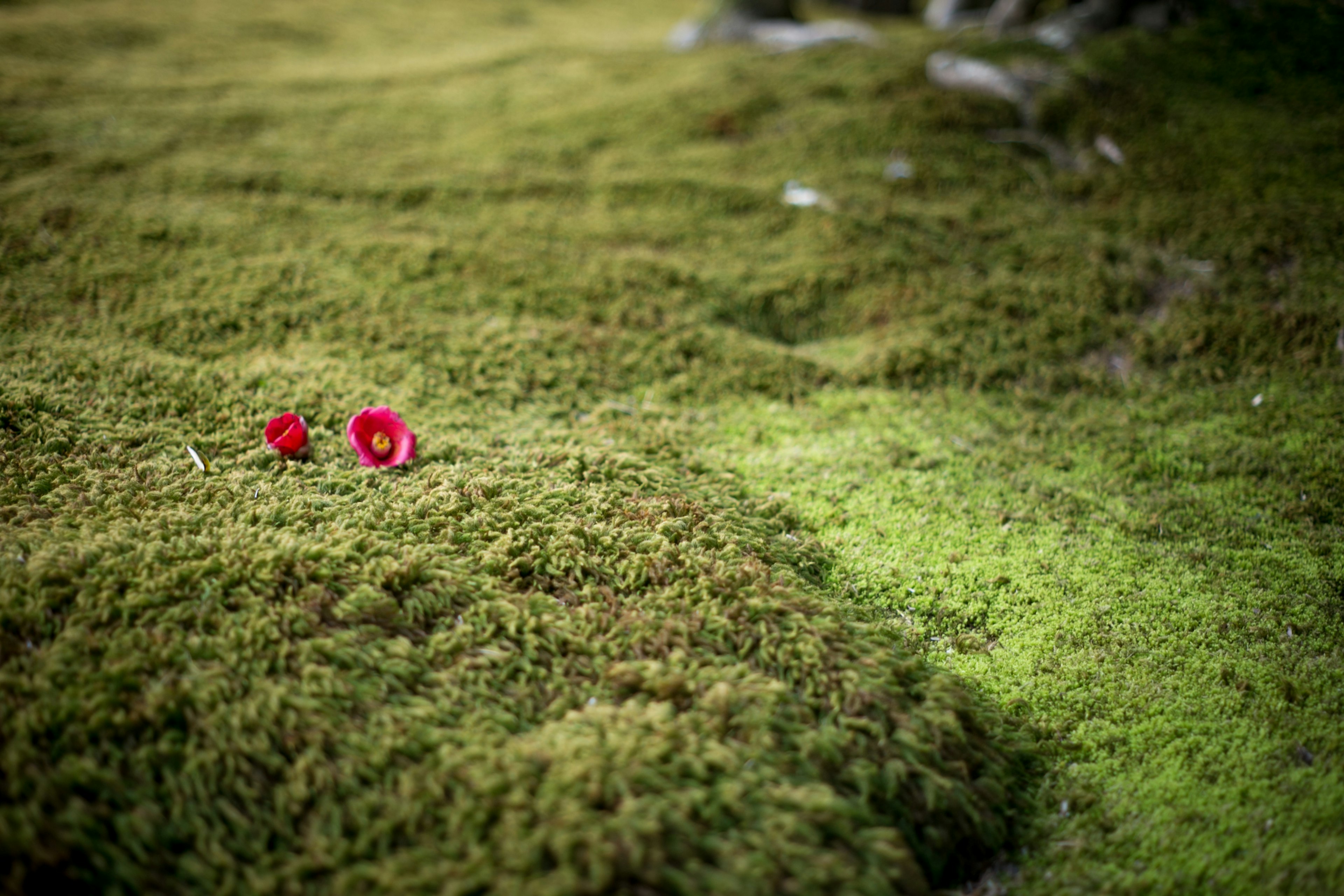 Zwei rote Blumen inmitten von üppigem grünem Moos