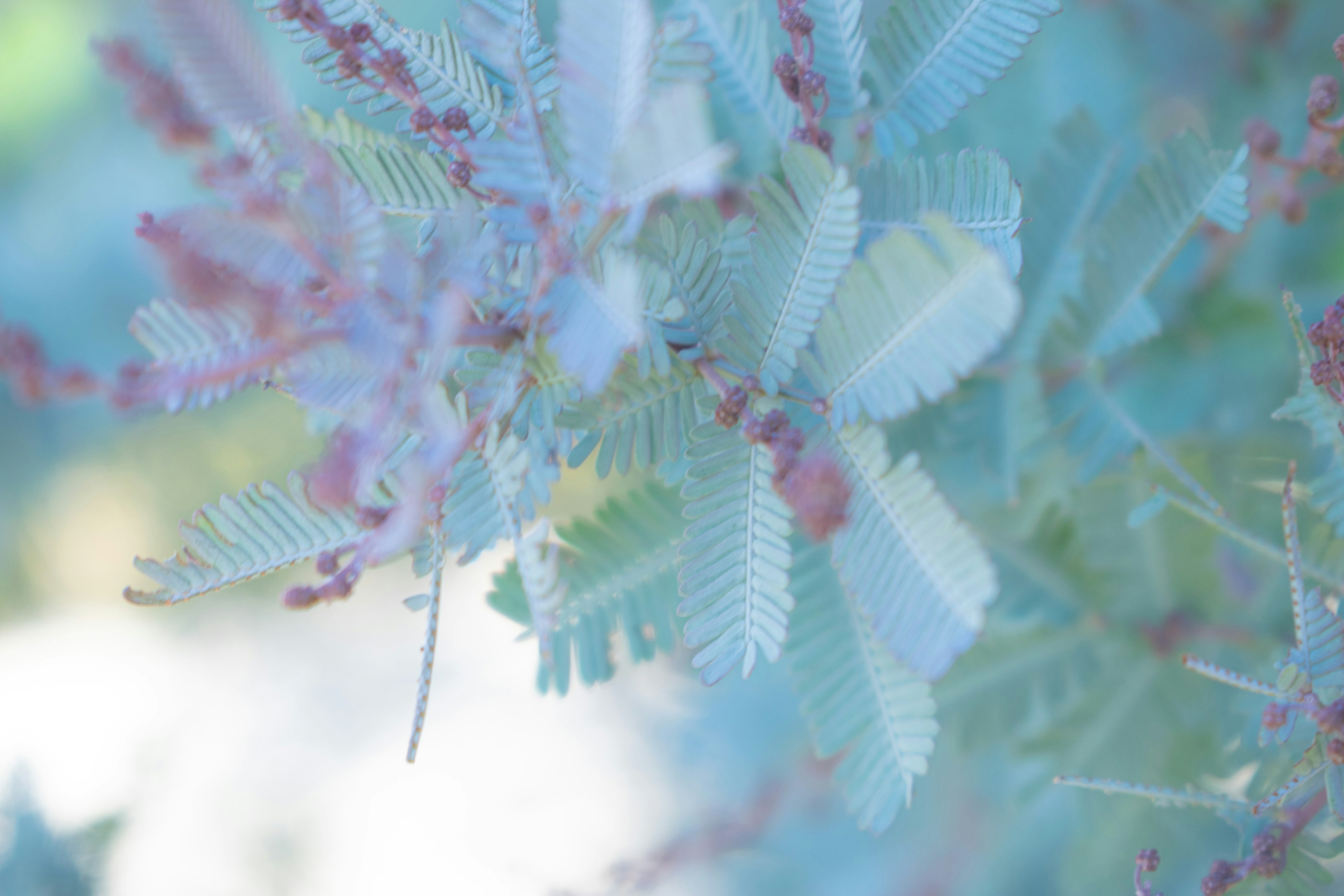 Acercamiento de una planta con hojas azul pálido y pequeñas bayas rojas