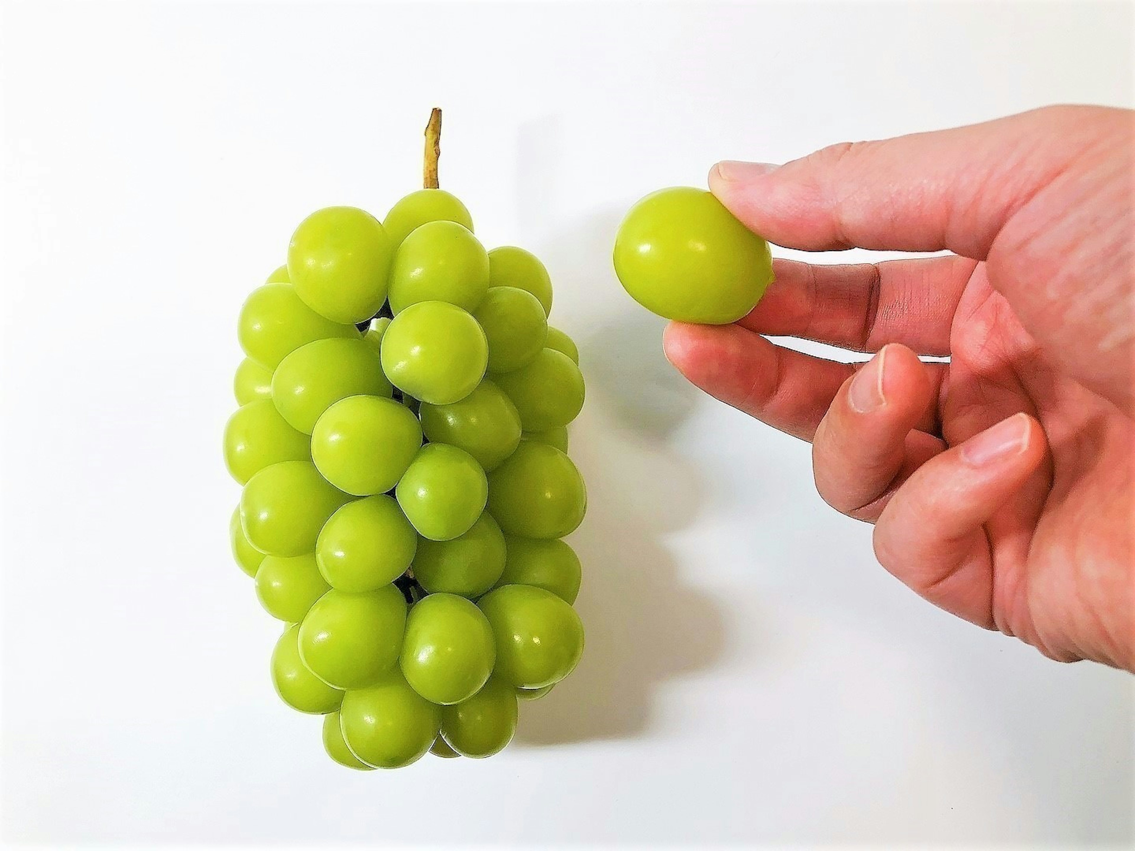 Una mano che tiene un singolo uva verde accanto a un grappolo di uve verdi