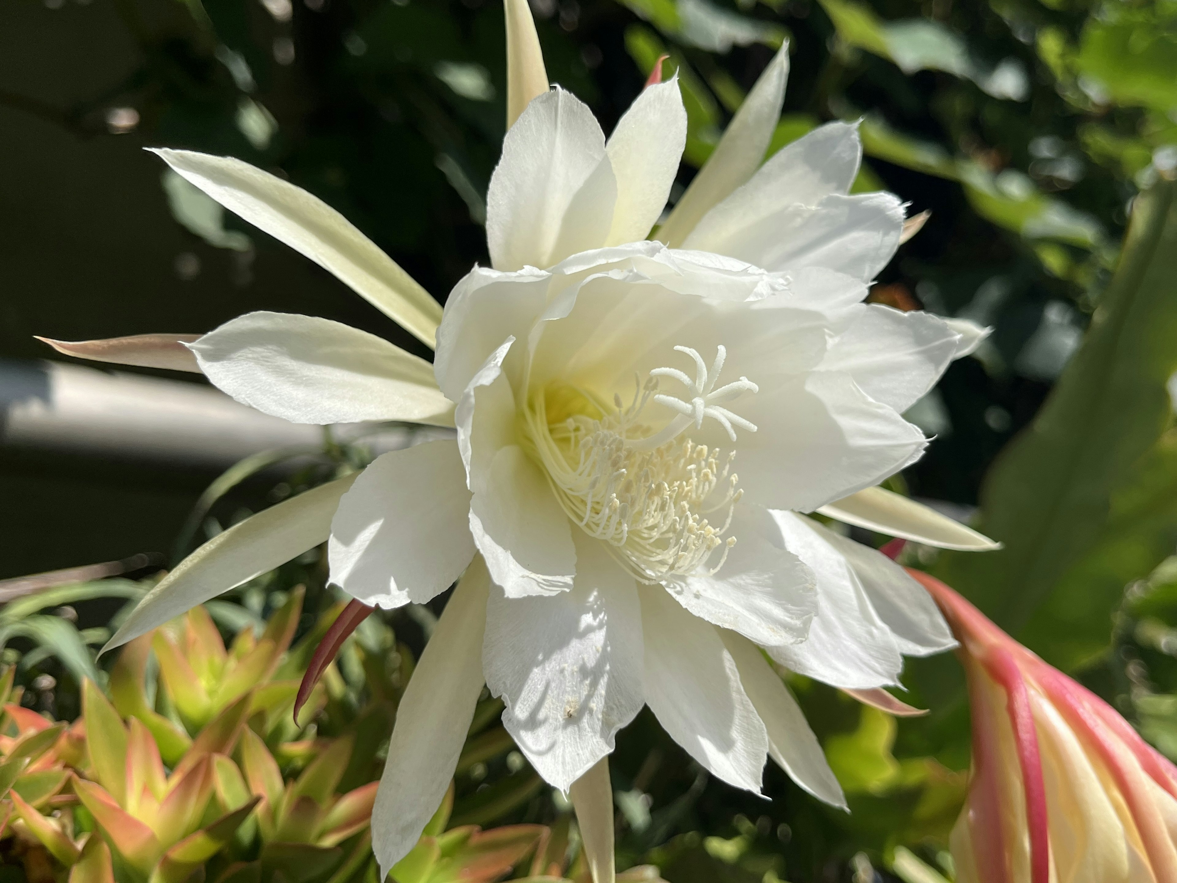 Close-up of a white flower with pointed petals and a central yellow area