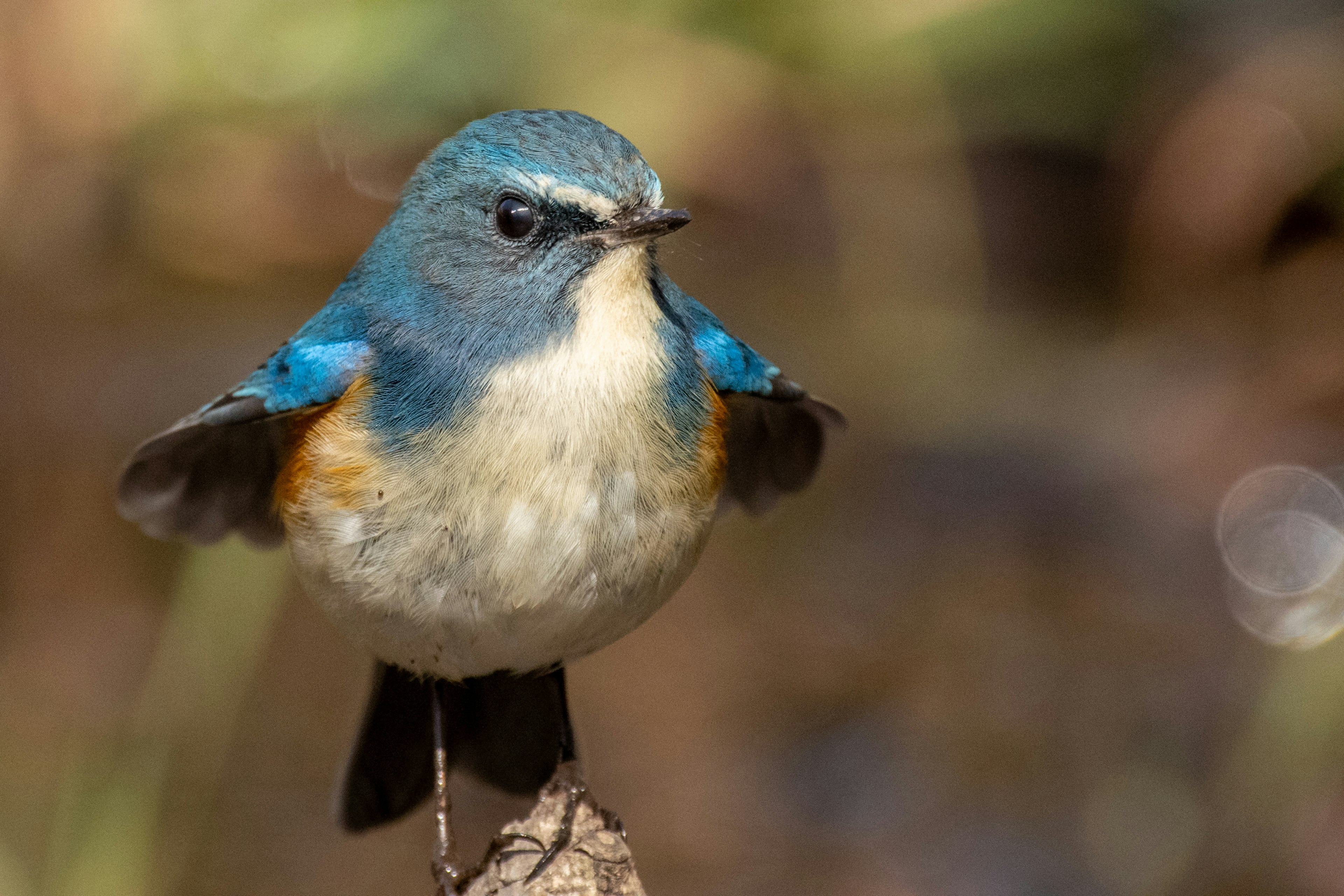 Un petit oiseau avec des plumes bleues et un ventre orange perché sur une branche