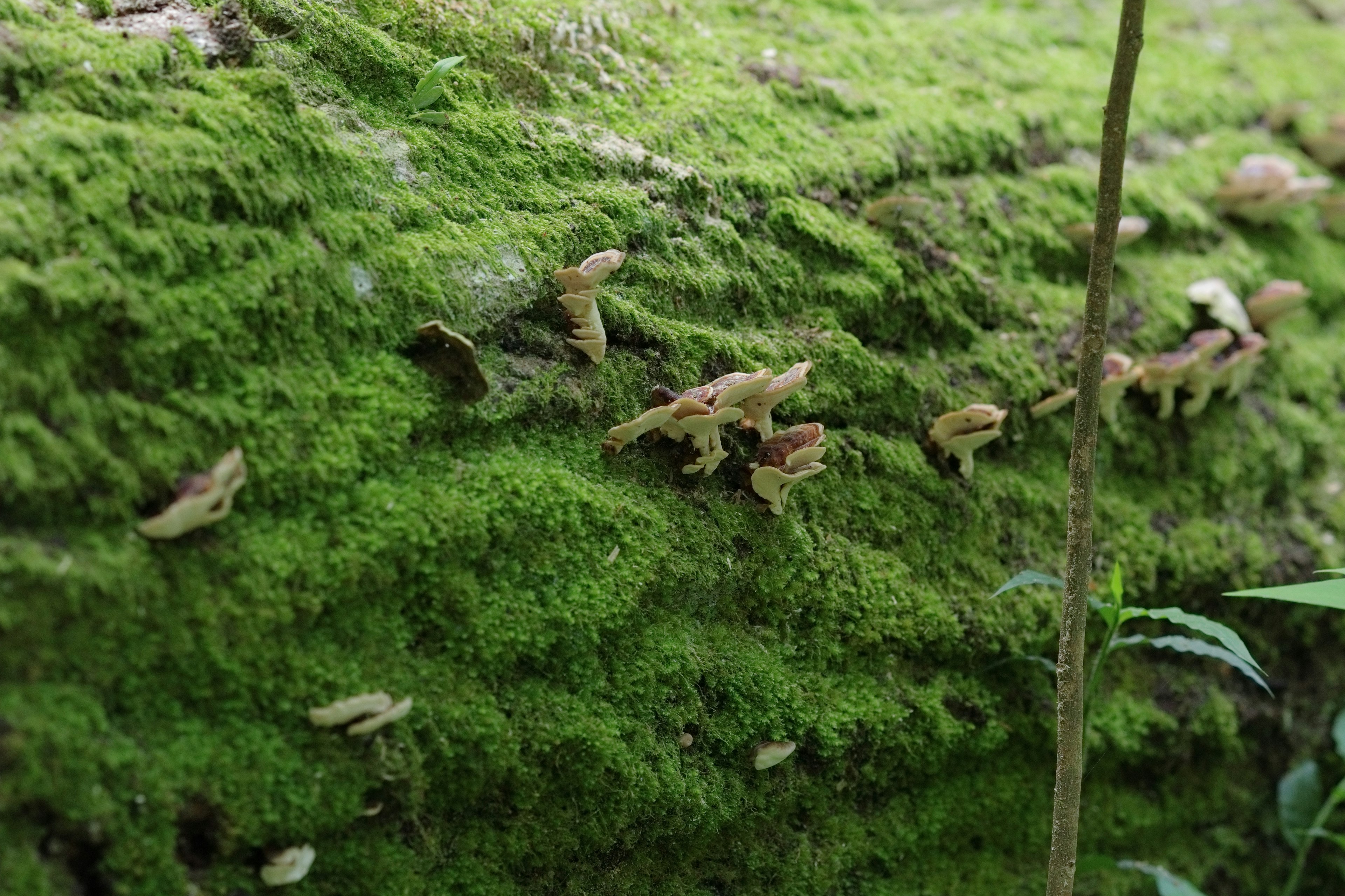 Wooden log covered in green moss with small mushrooms