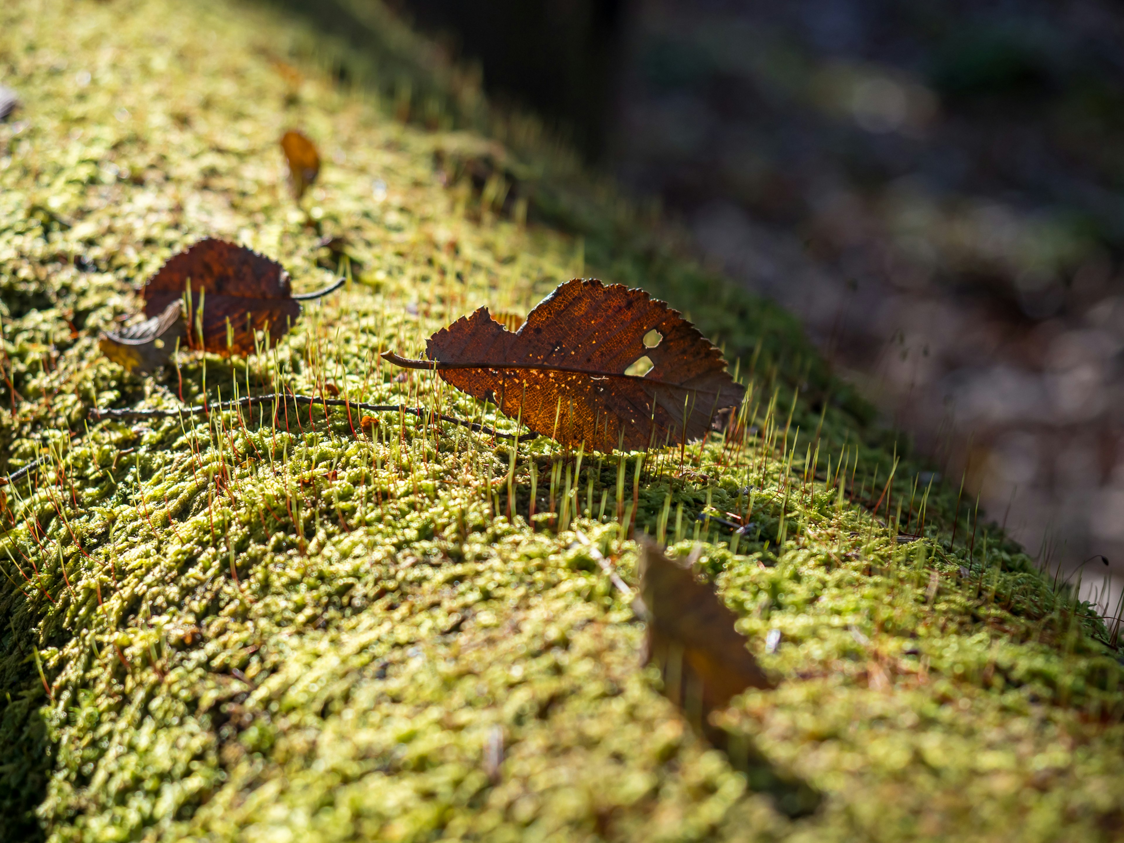 Multiple butterflies resting on moss-covered log with small mushrooms