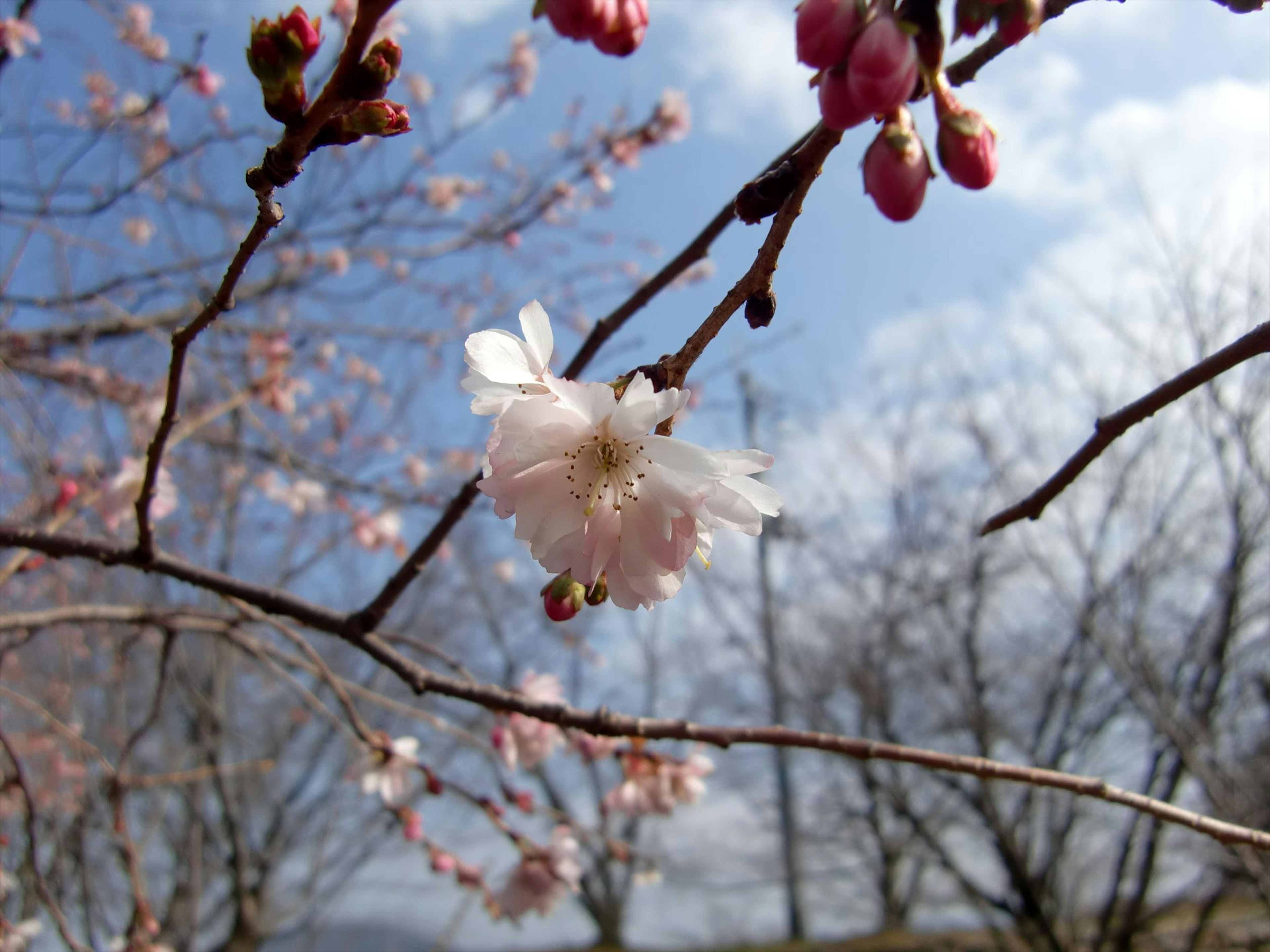 Close-up of cherry blossom flowers on branches against a clear blue sky and trees in the background