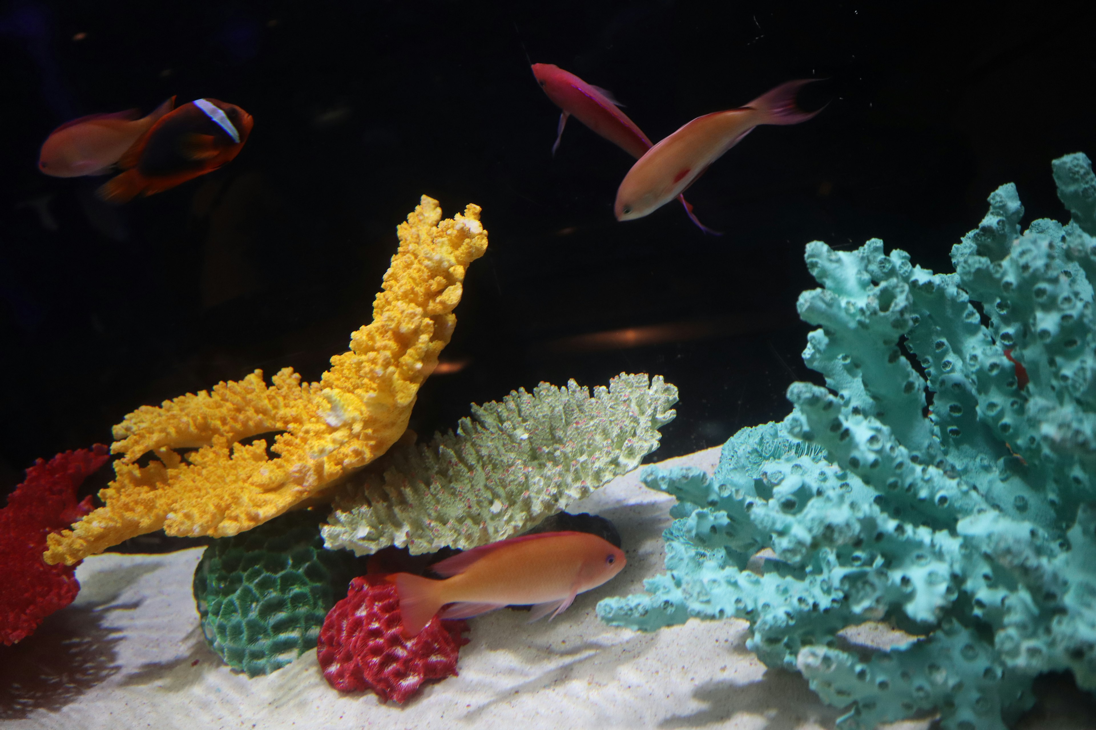 Buntes Korallen und Fische schwimmen in einer Aquariumszene