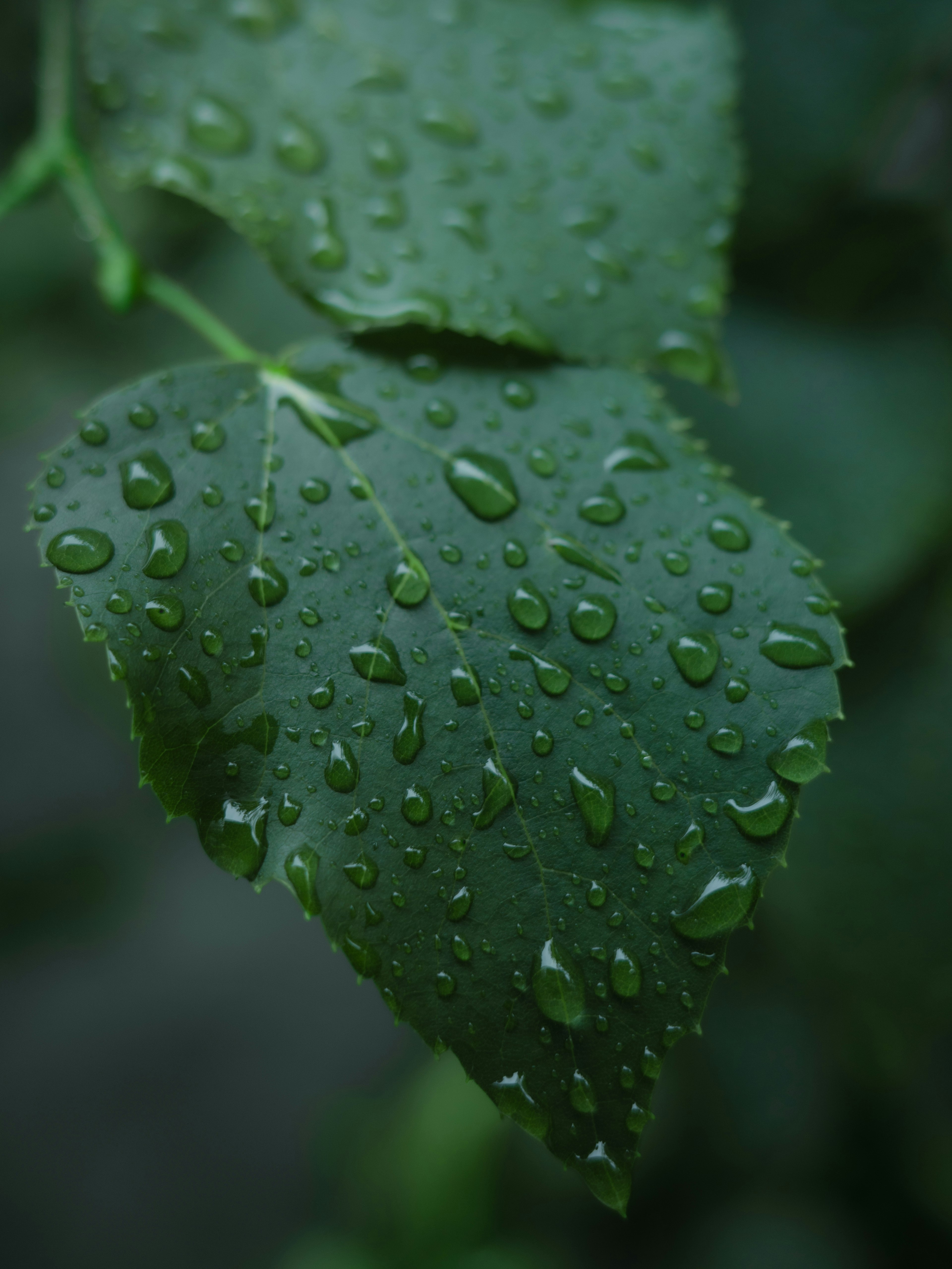 Close-up of green leaf with water droplets