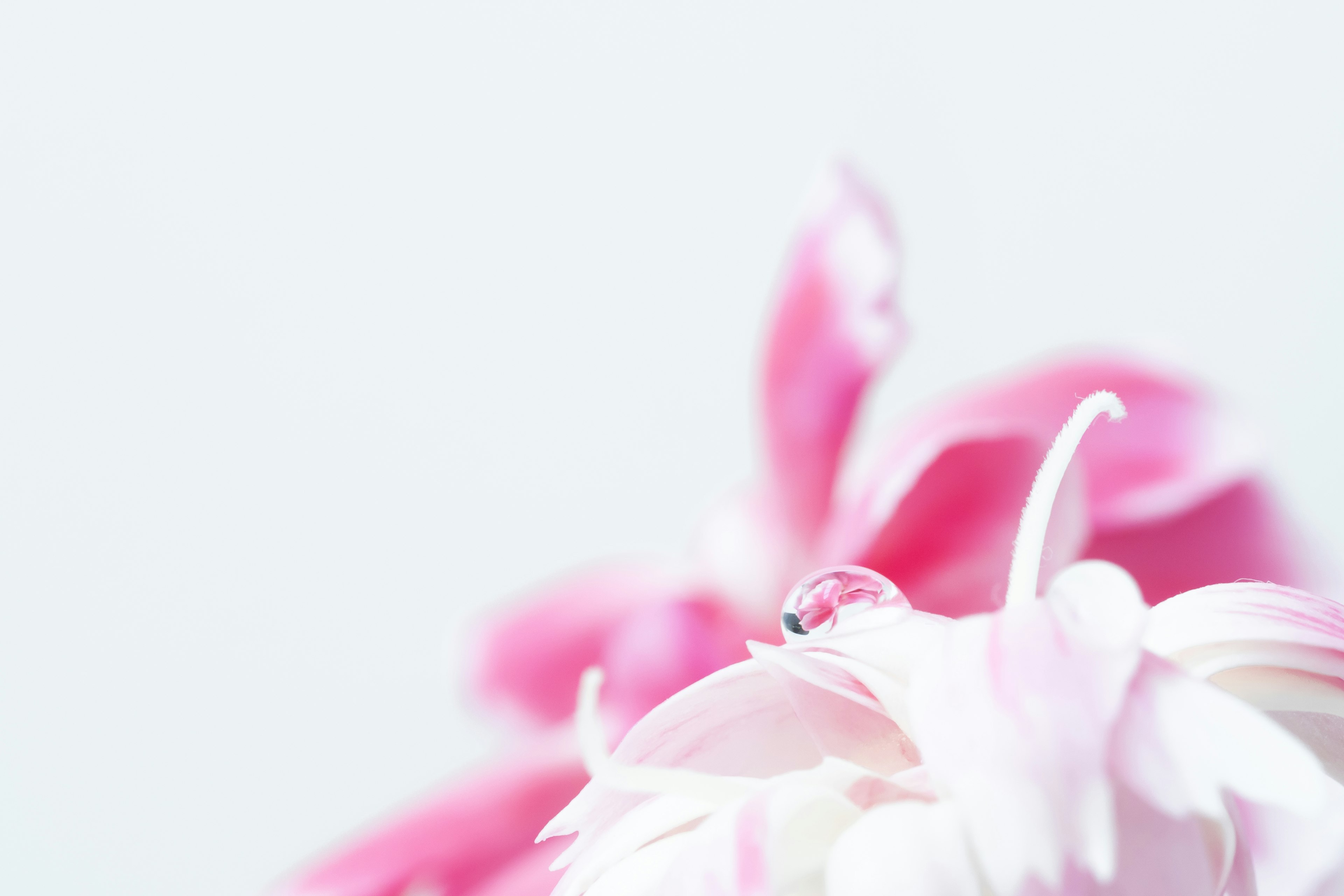 Imagen de pétalos de flores rosa suave con una gota de agua