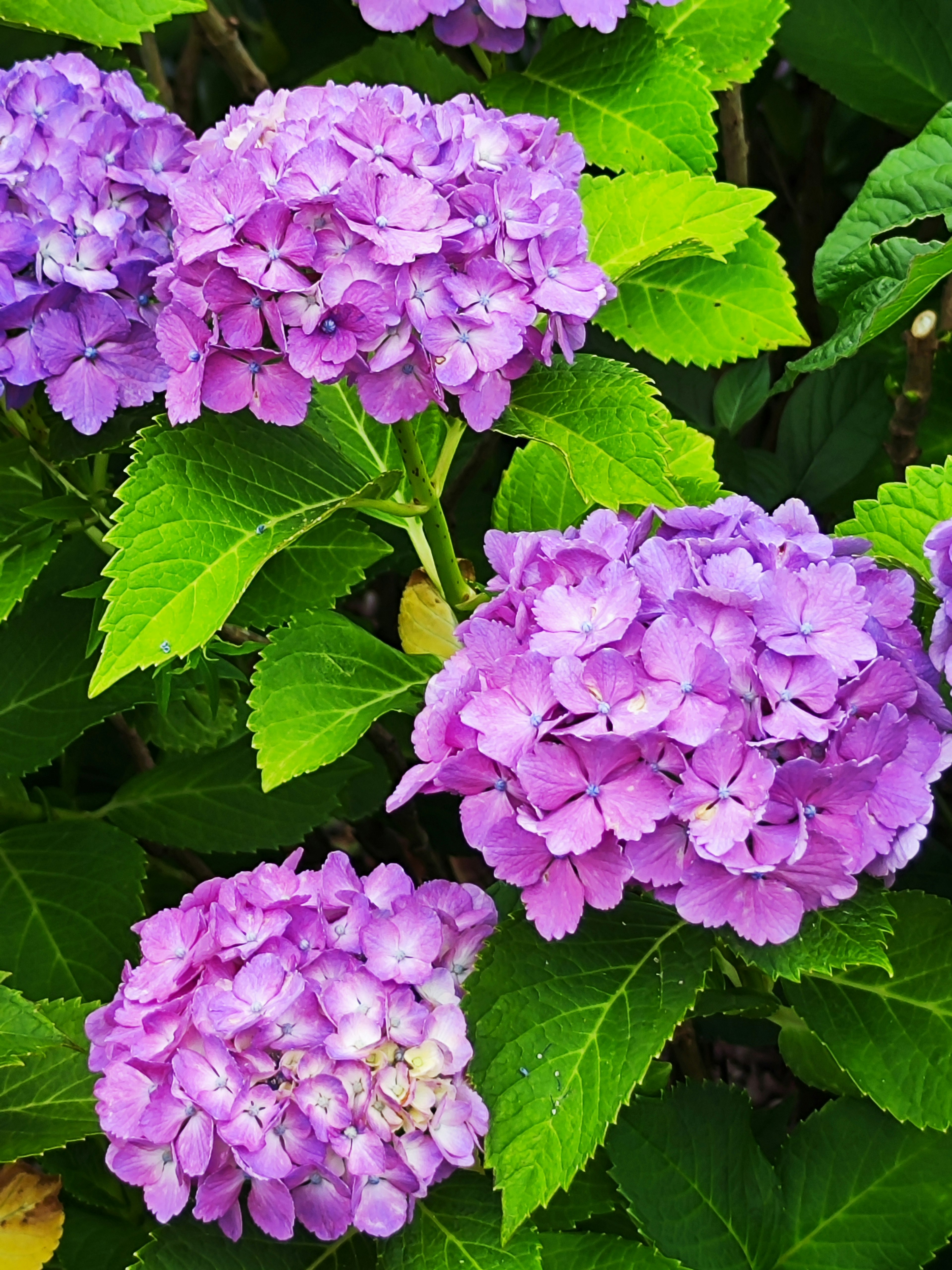 Bellissimi fiori di ortensia viola in fiore circondati da foglie verdi