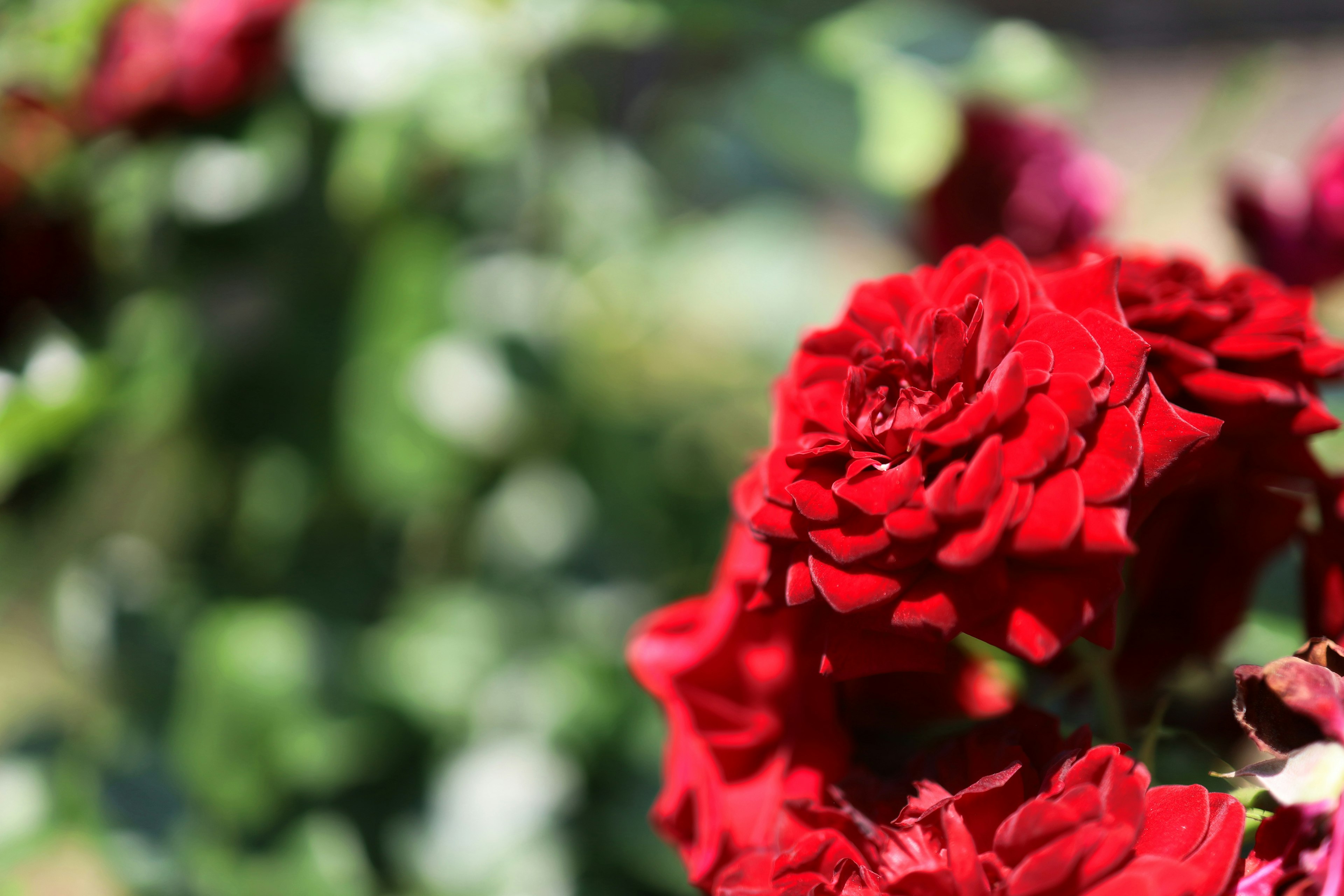 Bunga mawar merah cerah dengan daun hijau kabur di latar belakang