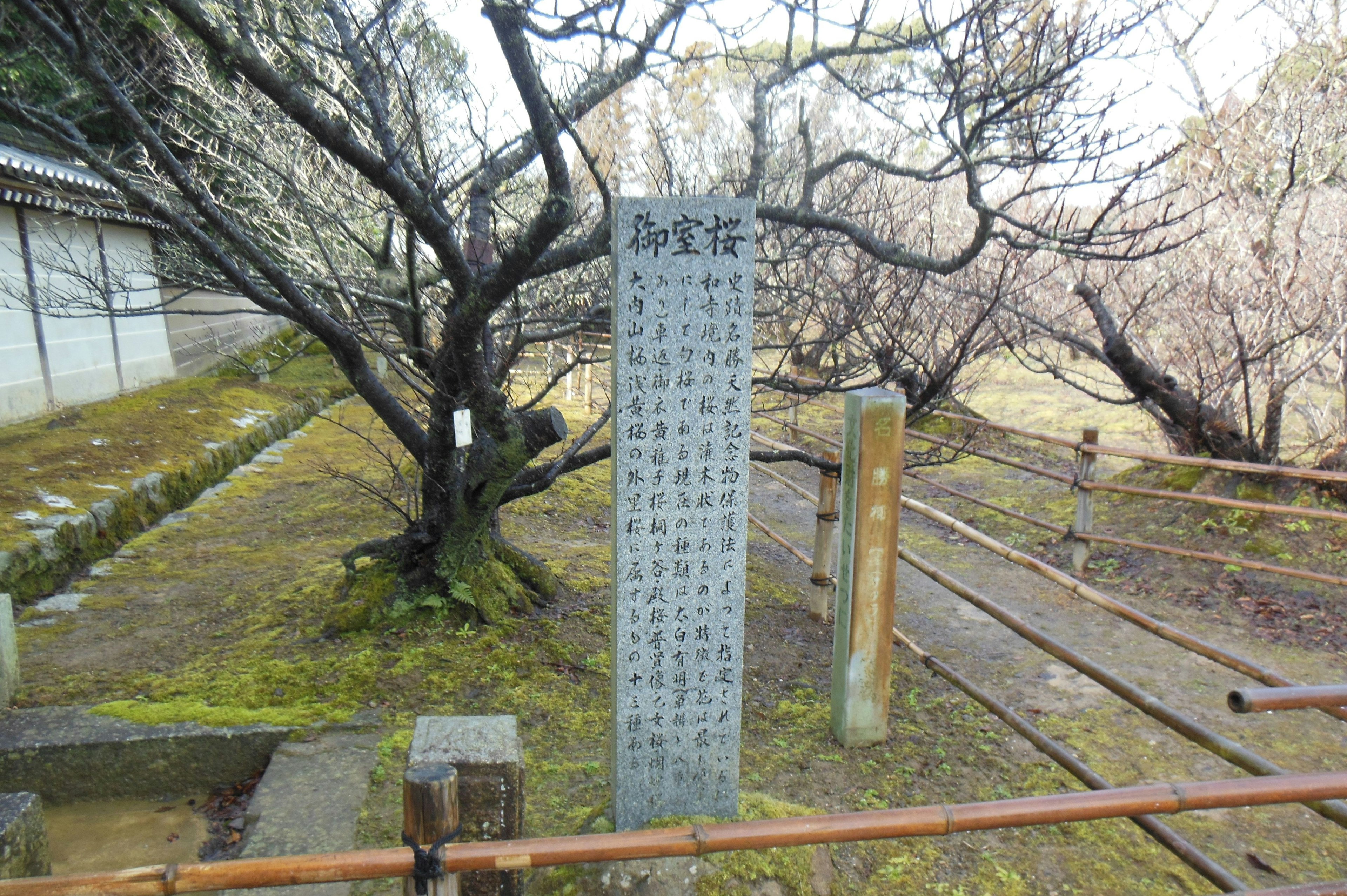 Gartenszene mit einem alten Kirschbaum und einem Steindenkmal