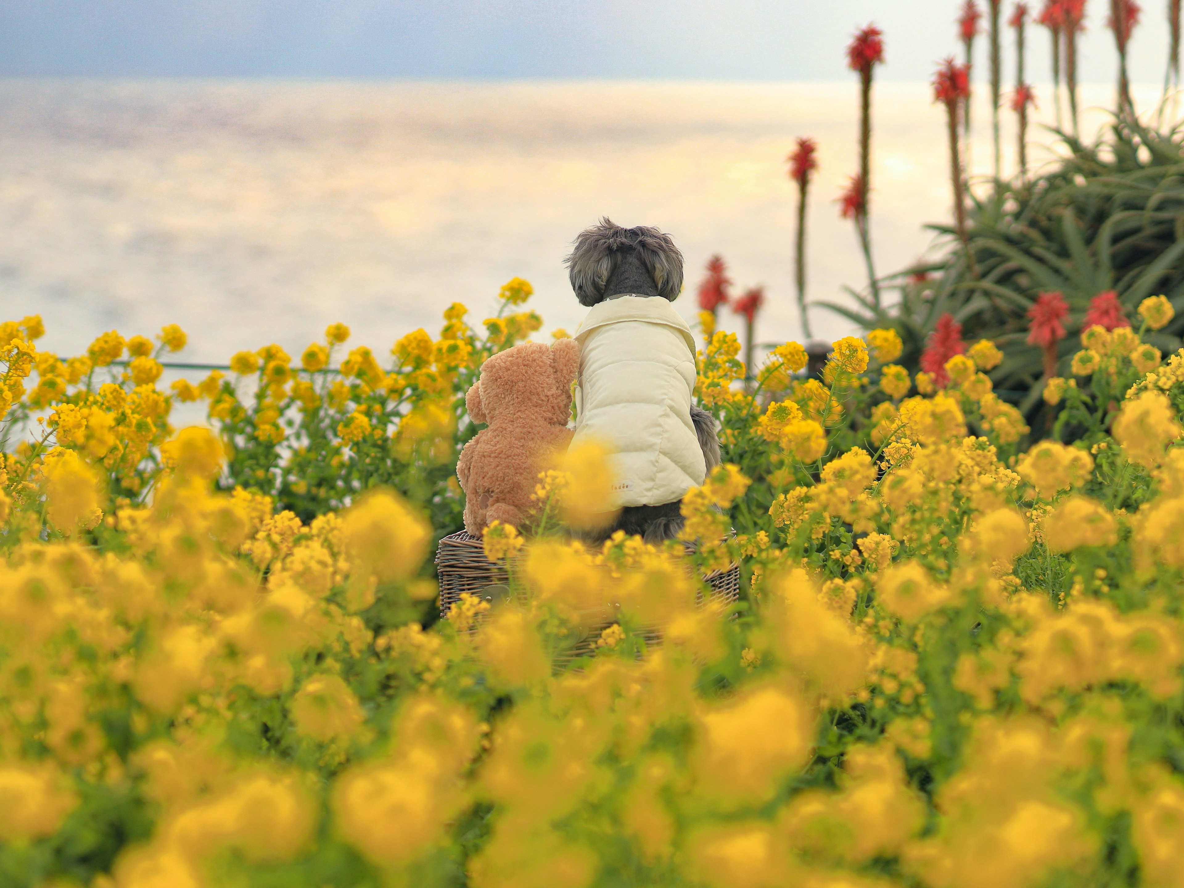 孩子和狗坐在黄色花朵中俯瞰大海