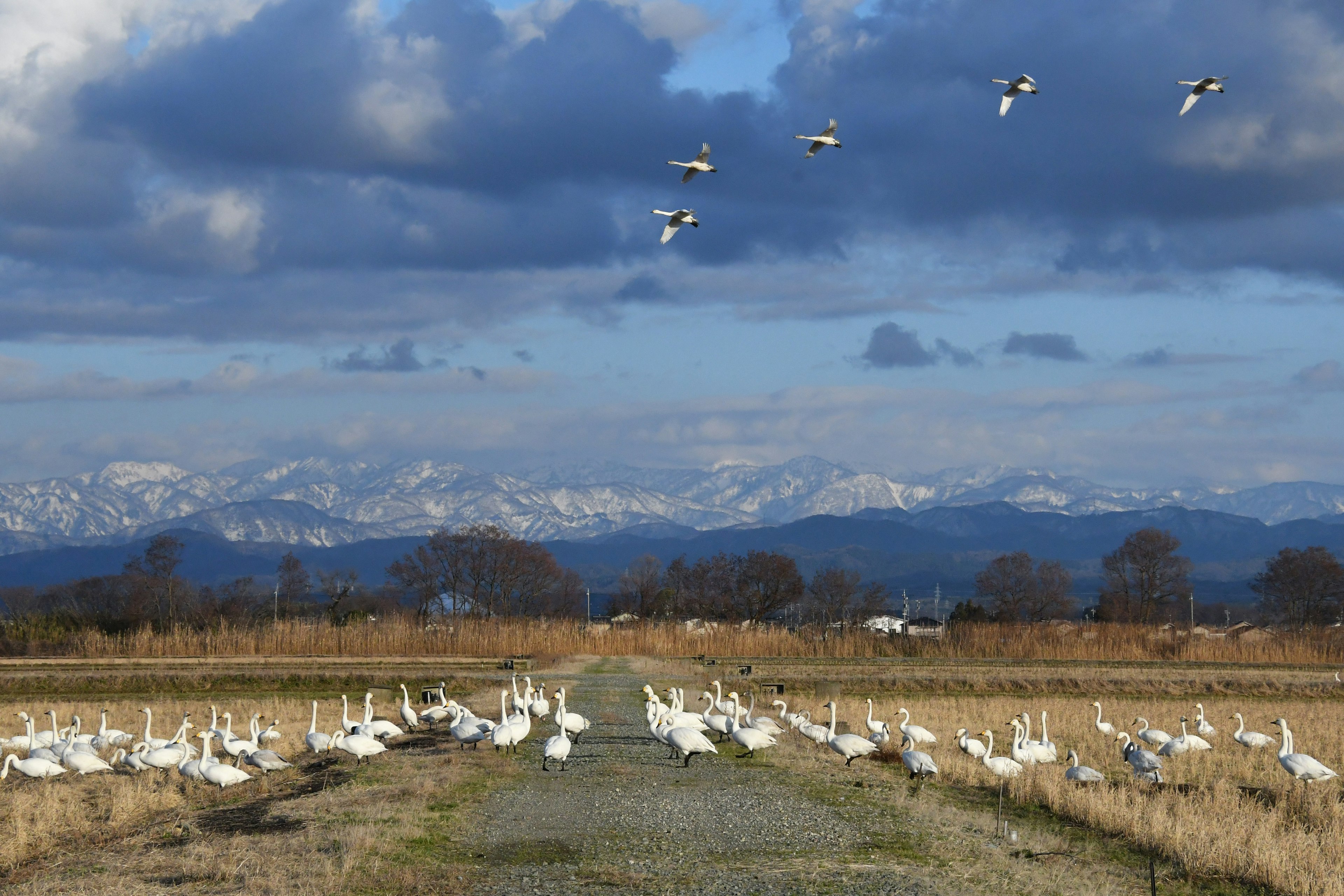 Un paysage avec des cygnes dans un champ sous un ciel bleu