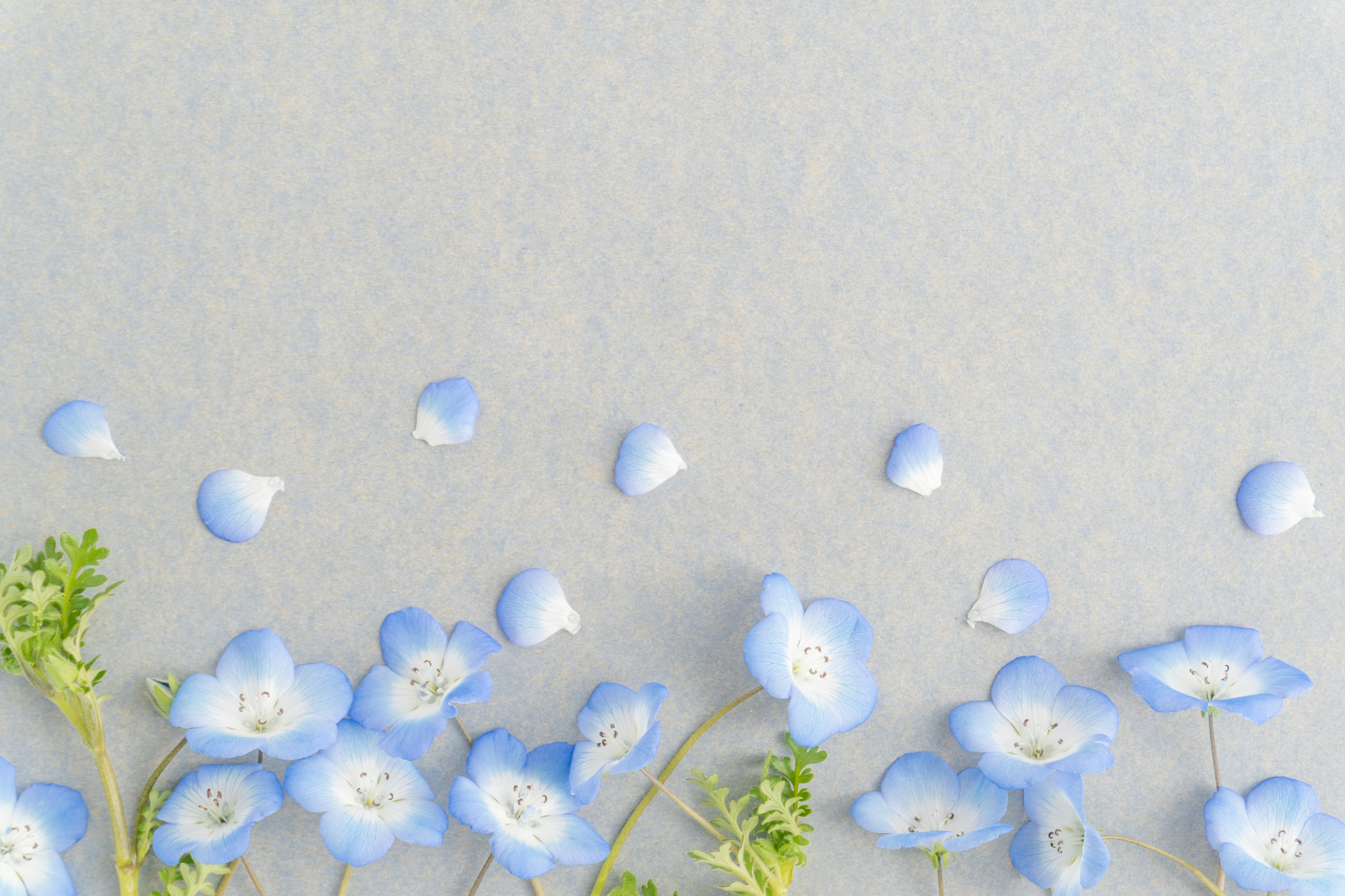 淡い青い花と花びらが並んでいるシンプルな背景