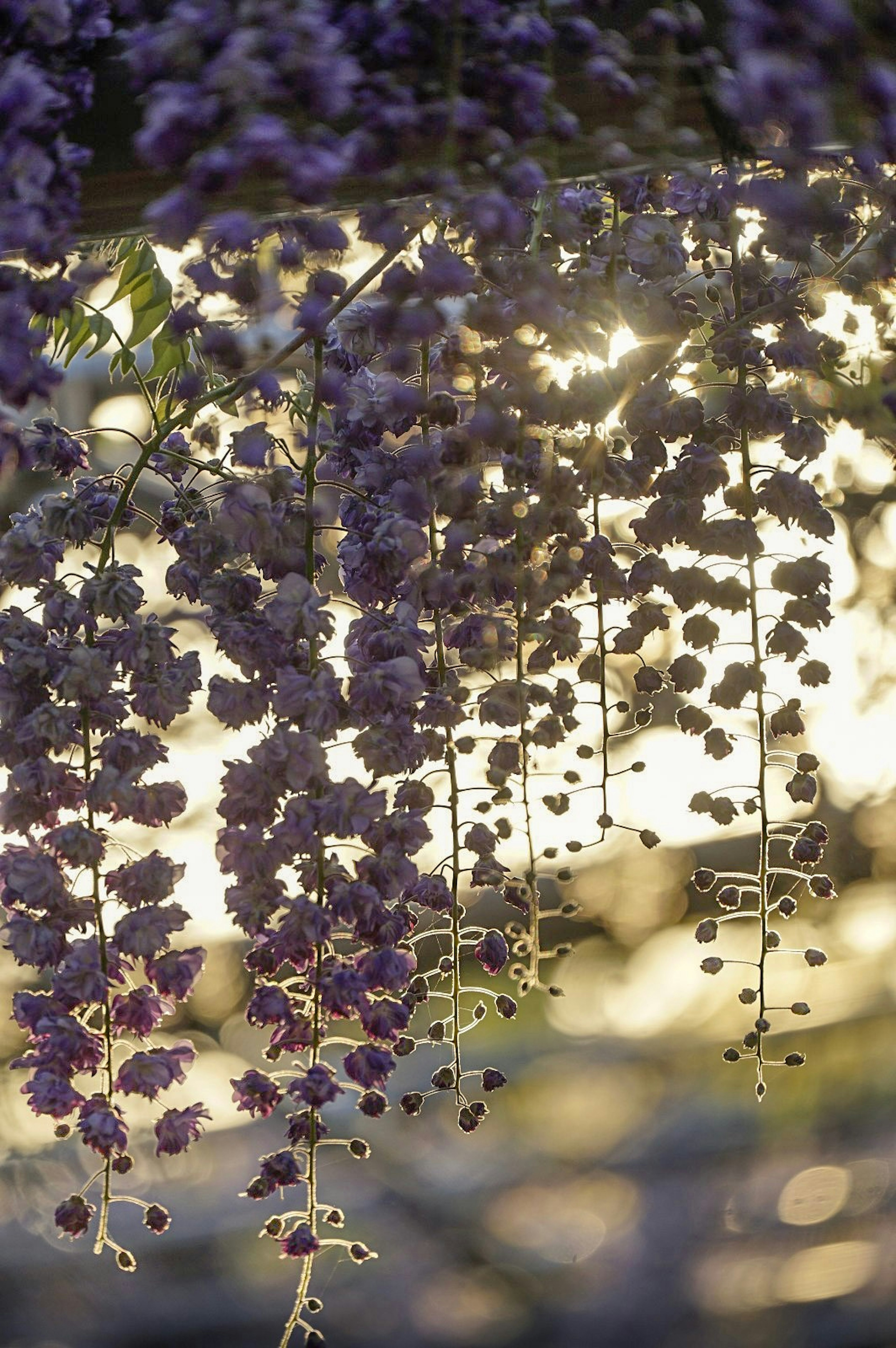 Beautiful scene of purple flowers hanging down