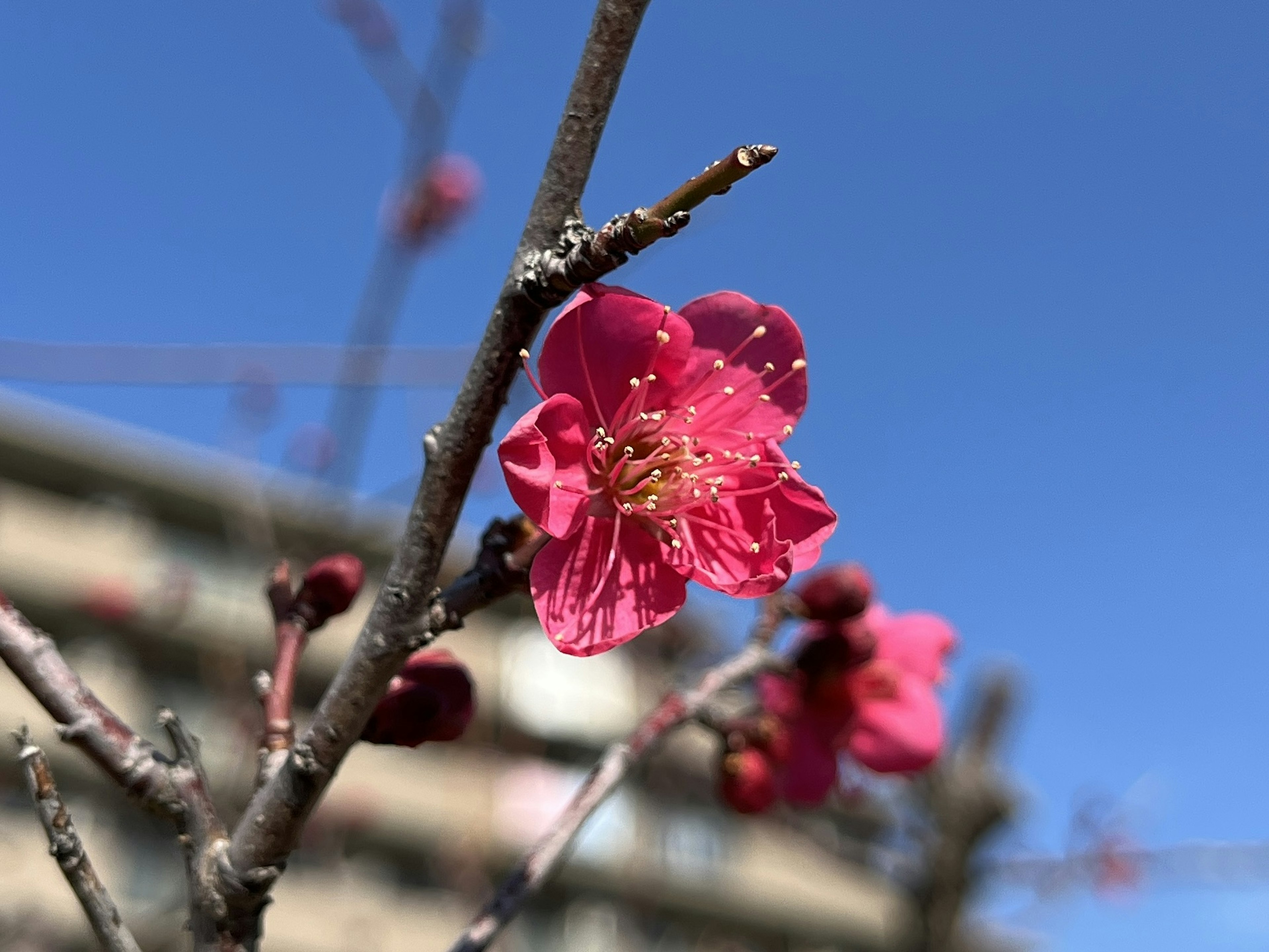 Rosa Pflaumenblüte und Knospen vor blauem Himmel