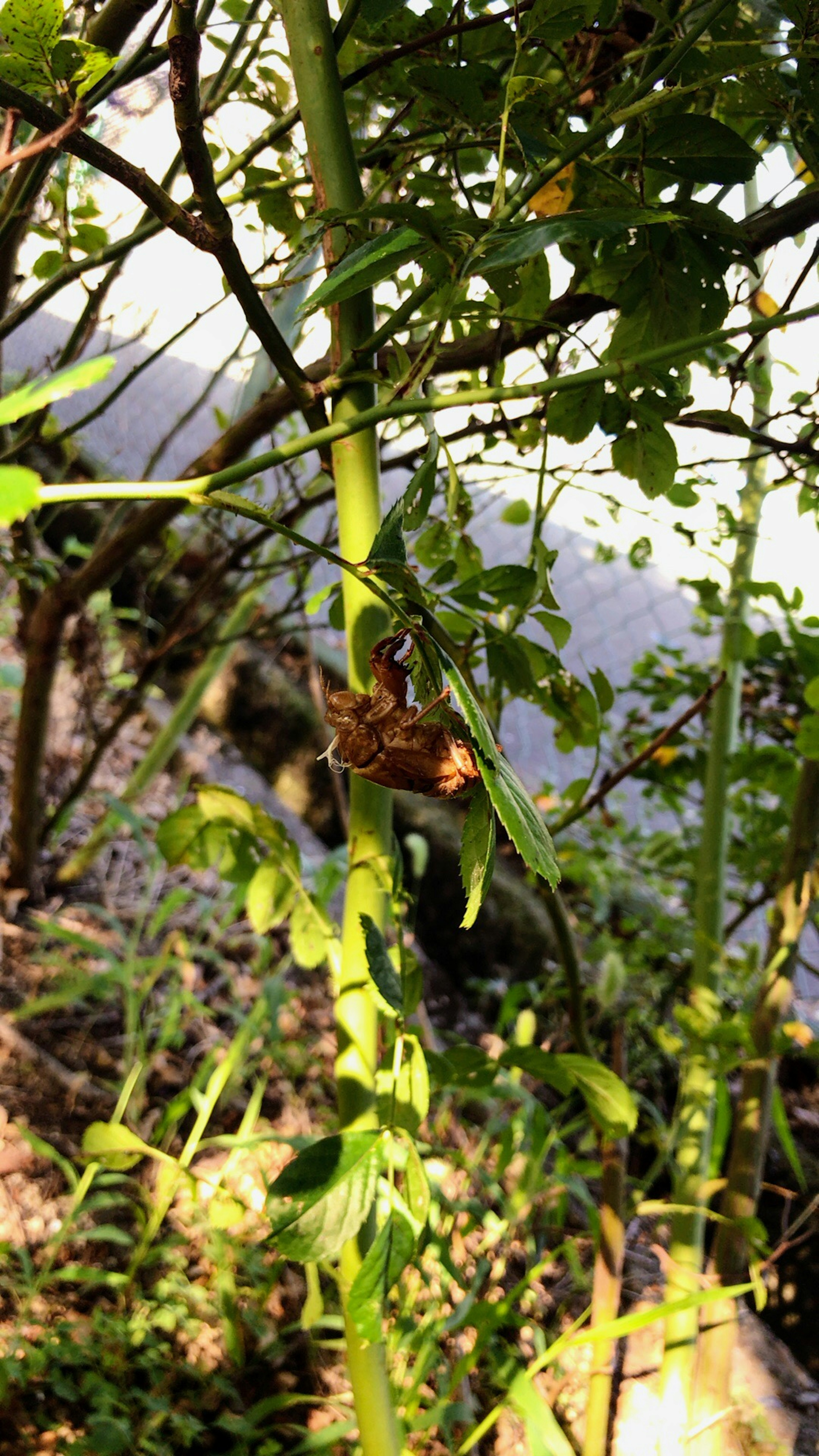 Insect perched on green plant with natural background