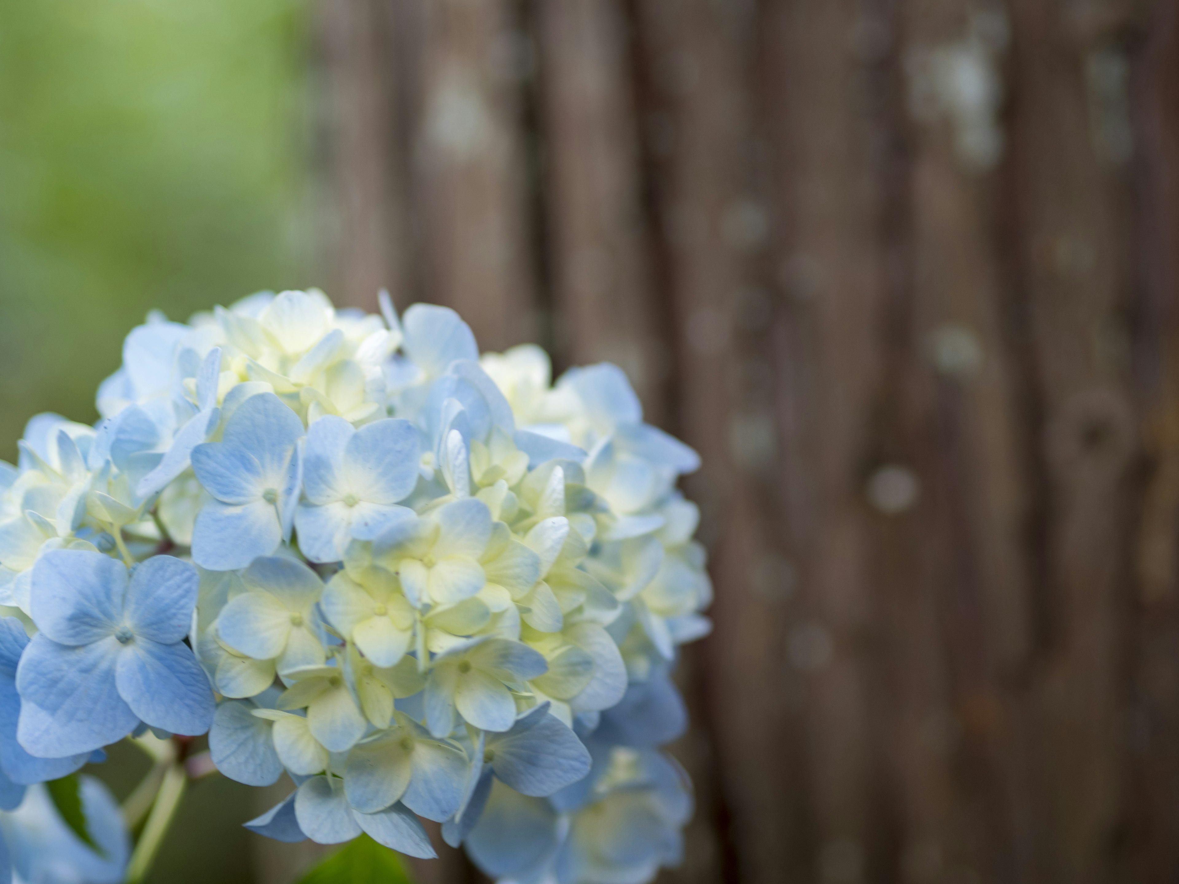 青いアジサイの花と木の幹が見える