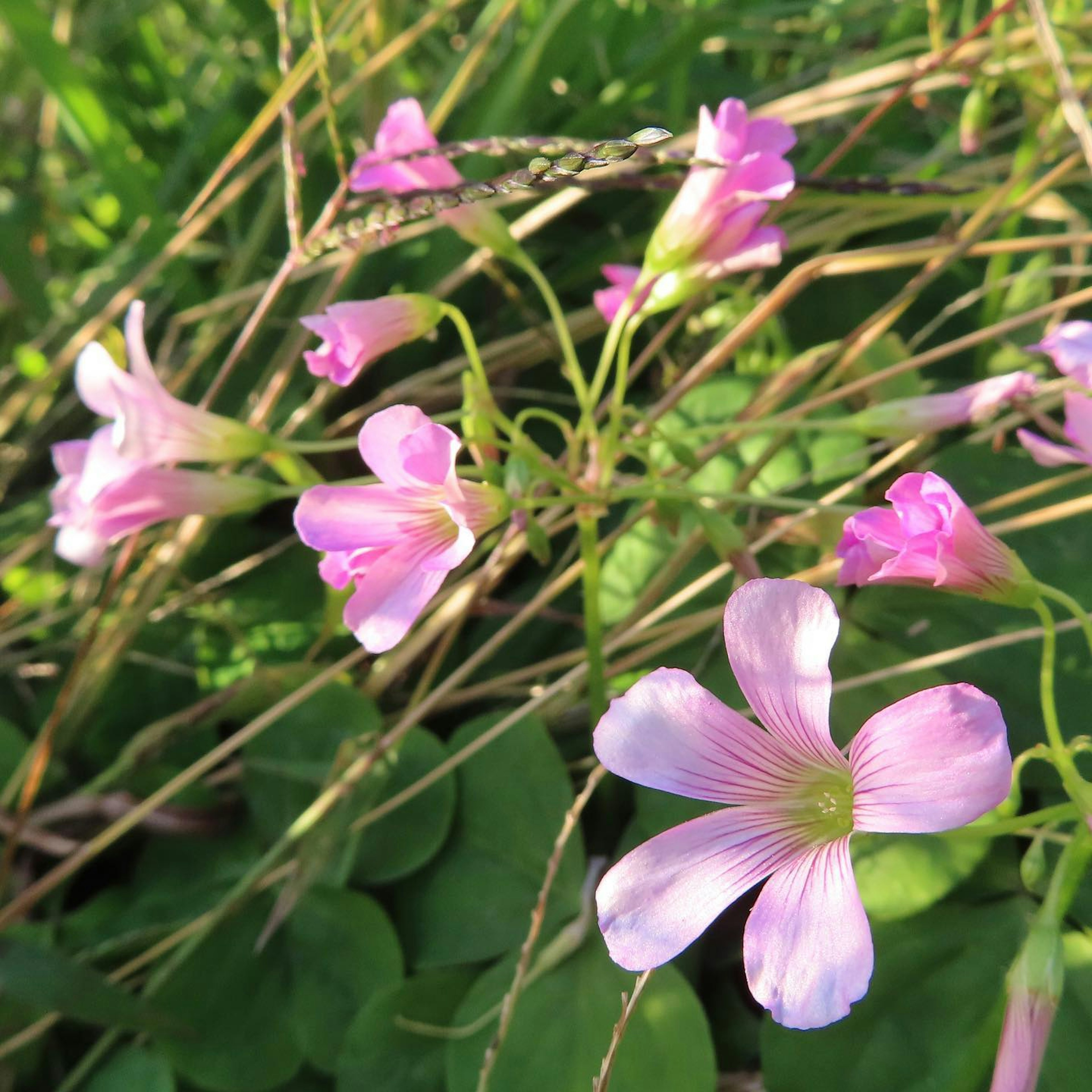 Fleurs roses épanouies sur un fond vert avec de l'herbe fine