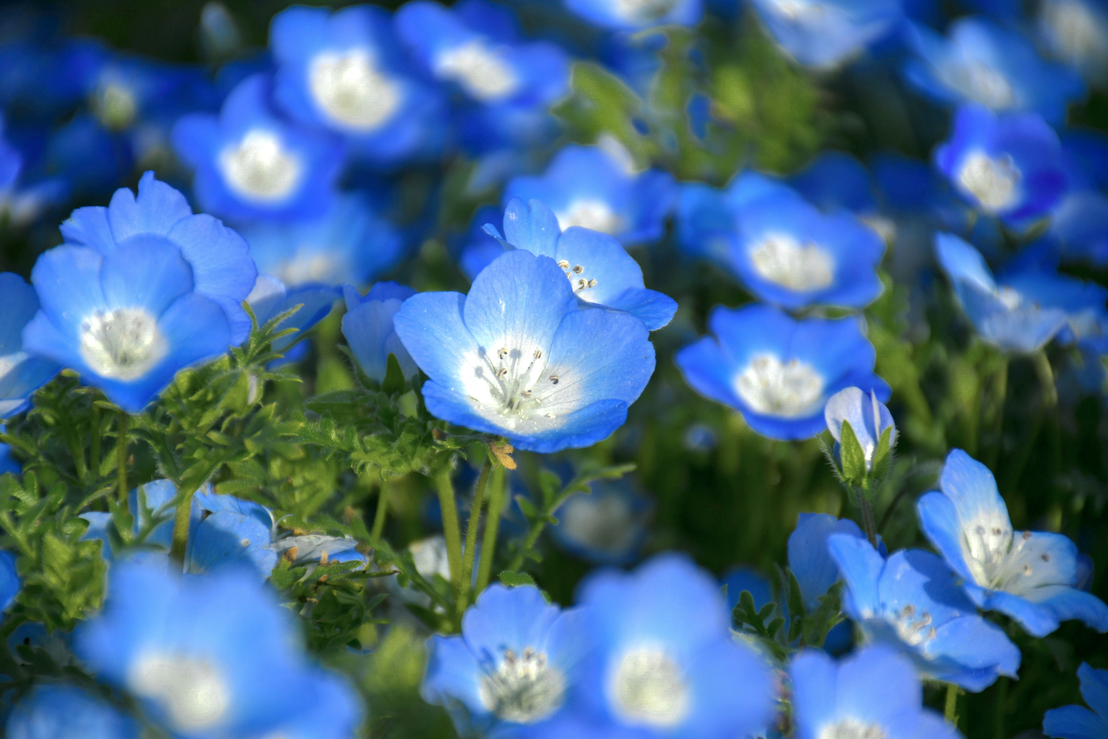 Un paisaje hermoso con flores azules floreciendo