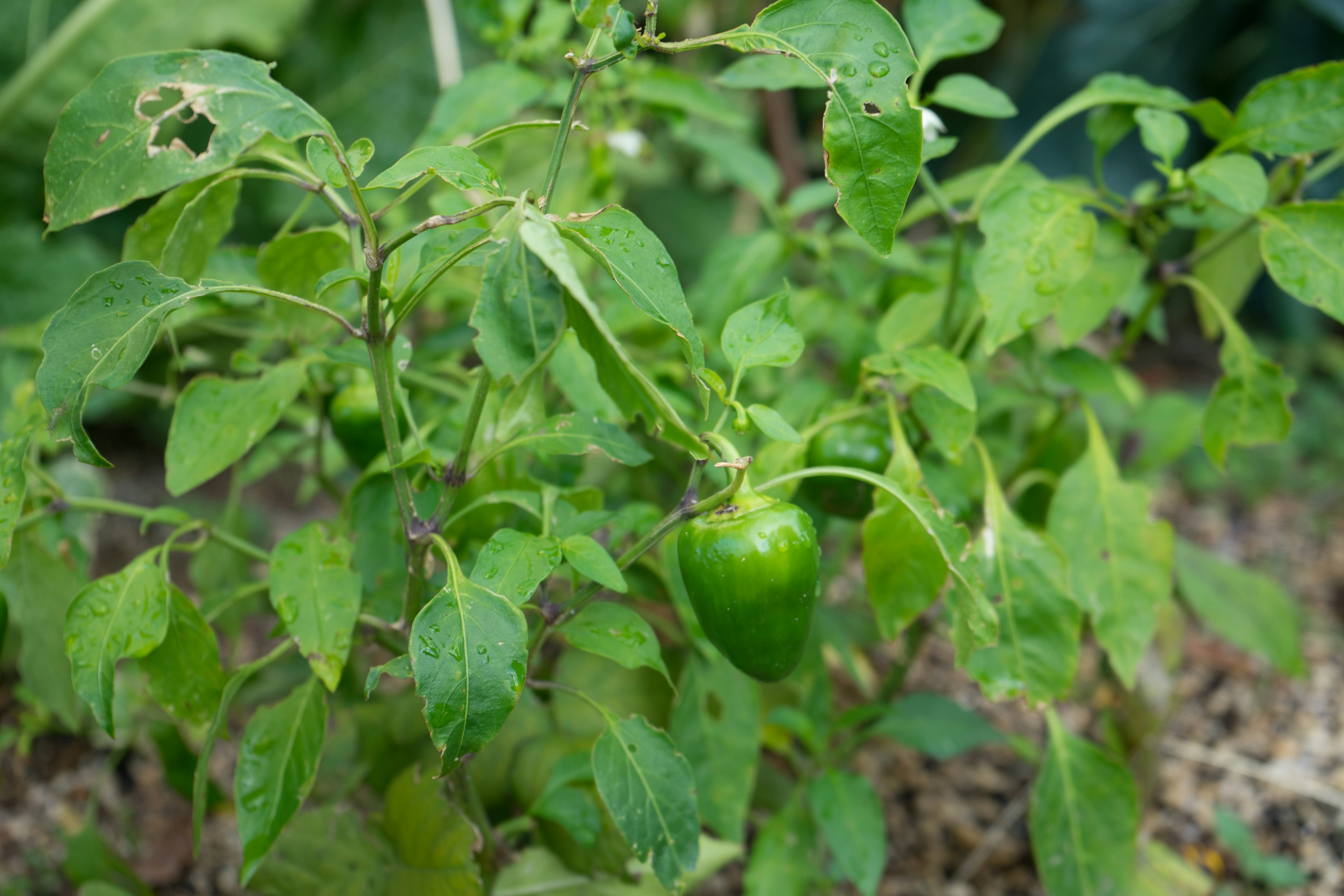 Immagine di un peperone verde che cresce su una pianta