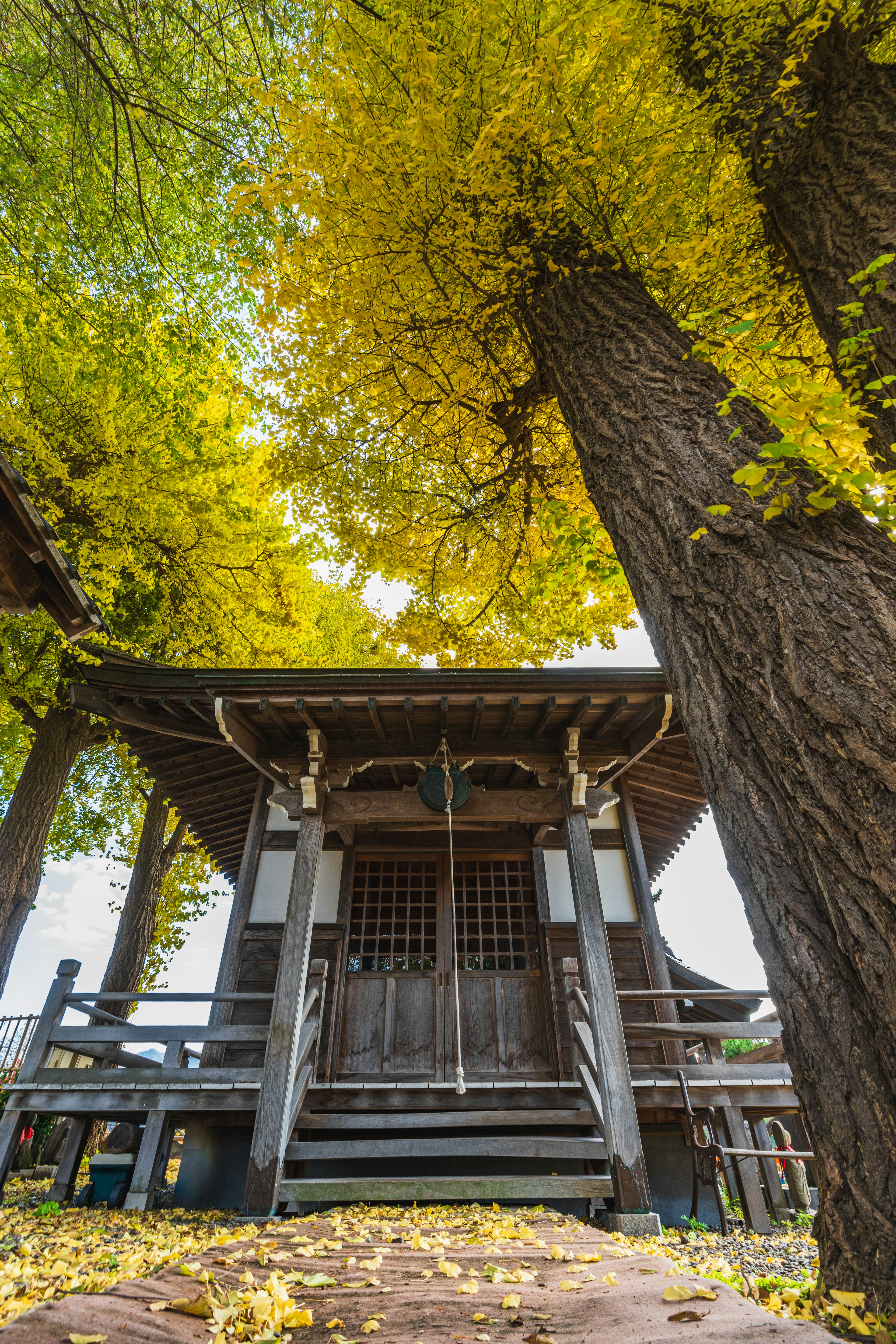 Kuil Jepang tradisional dikelilingi daun kuning