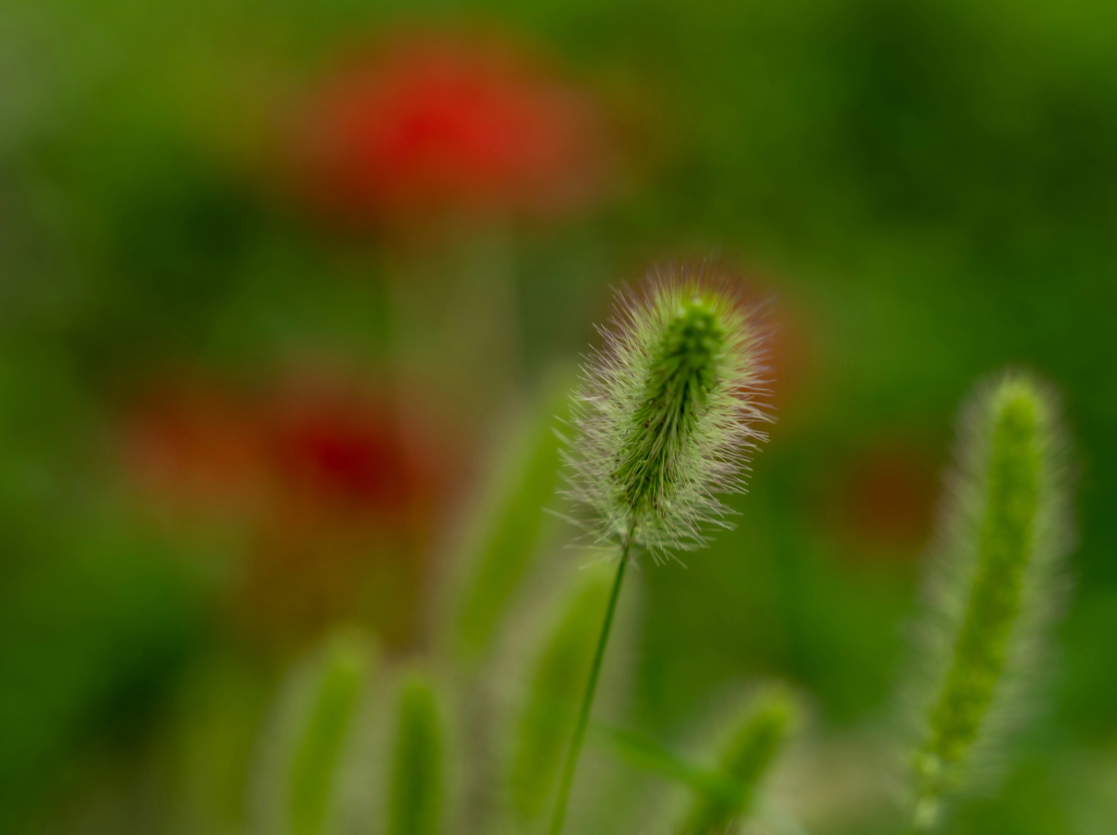 Un arrière-plan vert flou avec des touches de fleurs rouges et une tige d'herbe verte élancée au premier plan