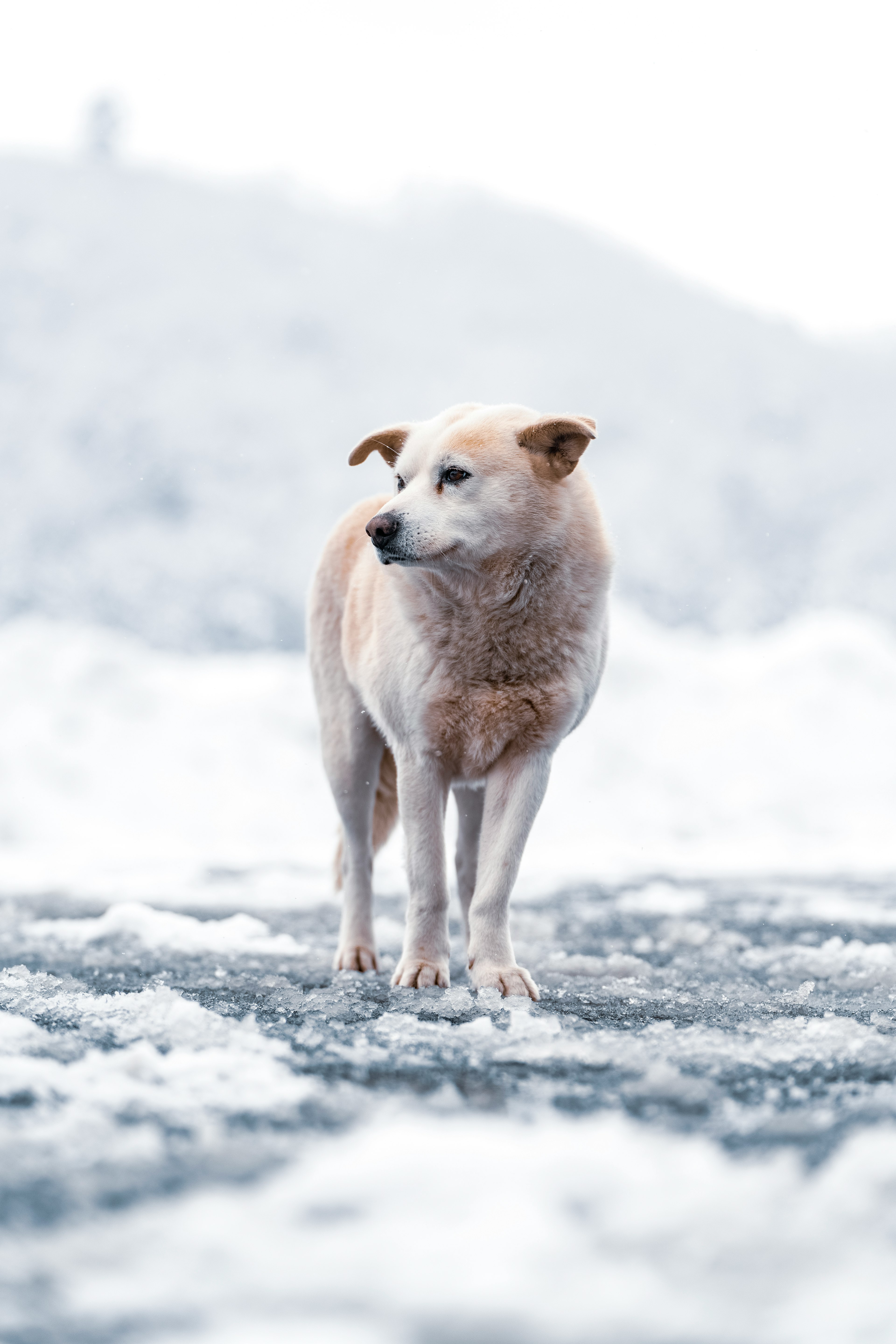 雪の中で立っている犬の写真