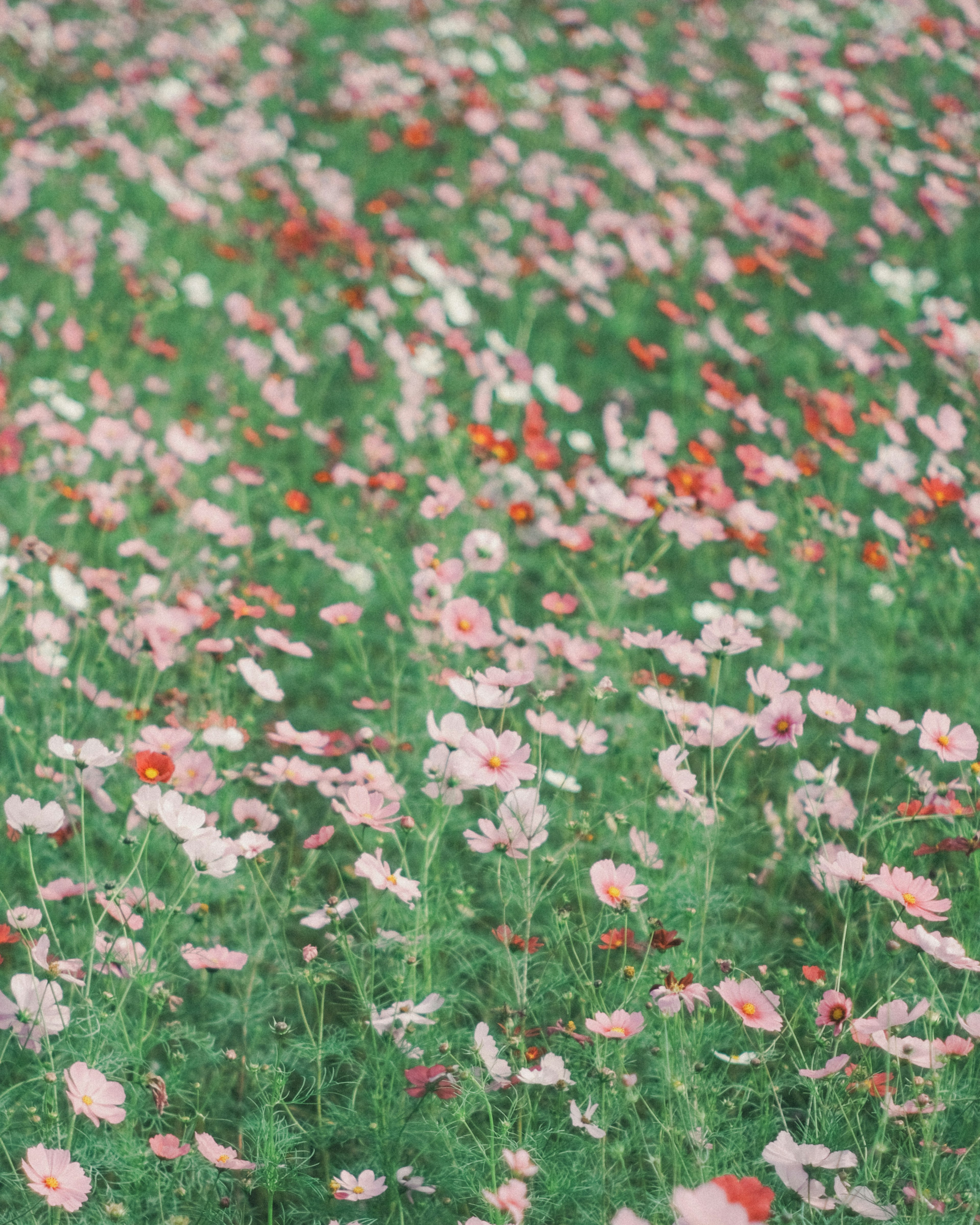 Schöne Szene von rosa und roten Blumen, die in einer grünen Wiese blühen