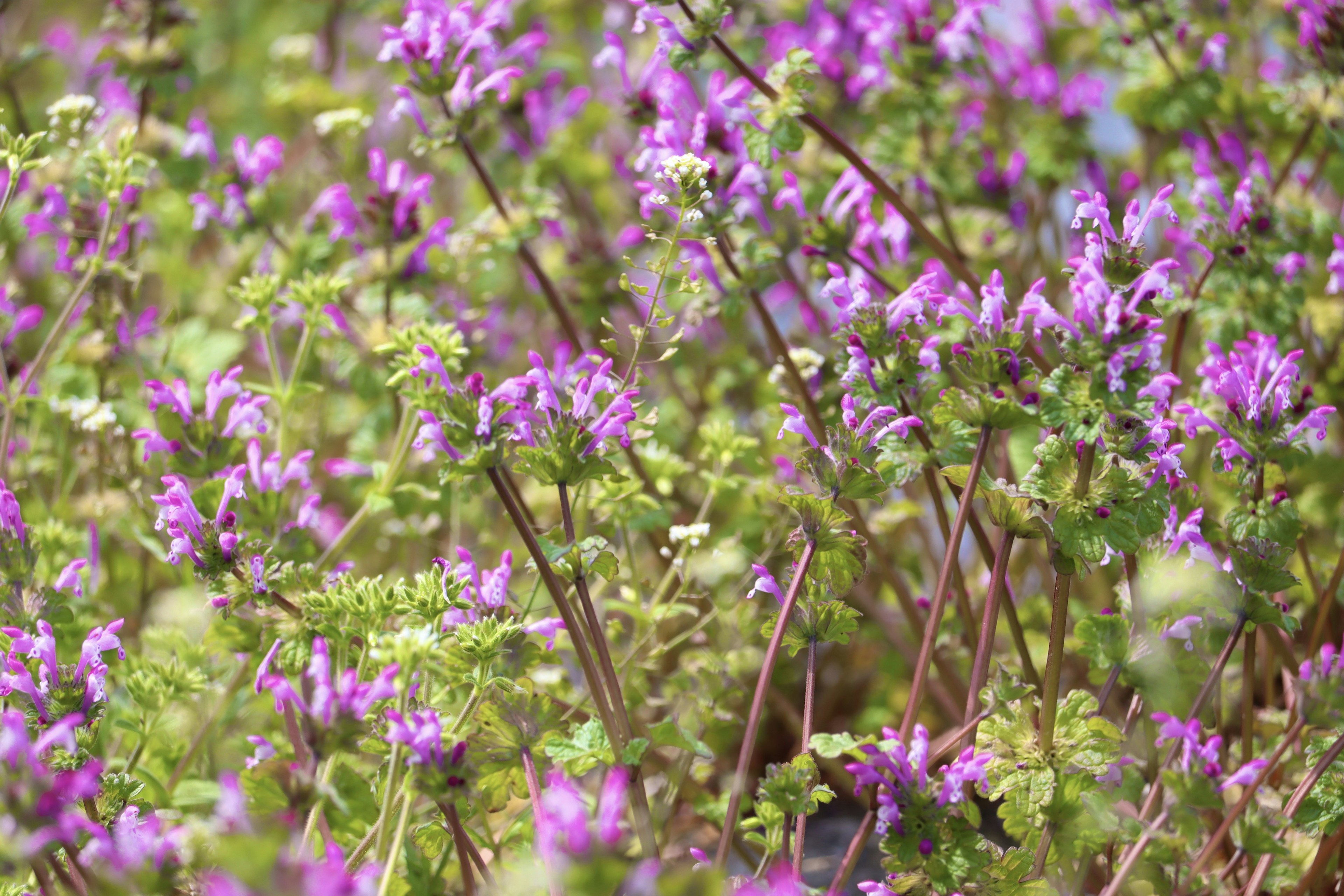 Primo piano di un prato pieno di fiori viola