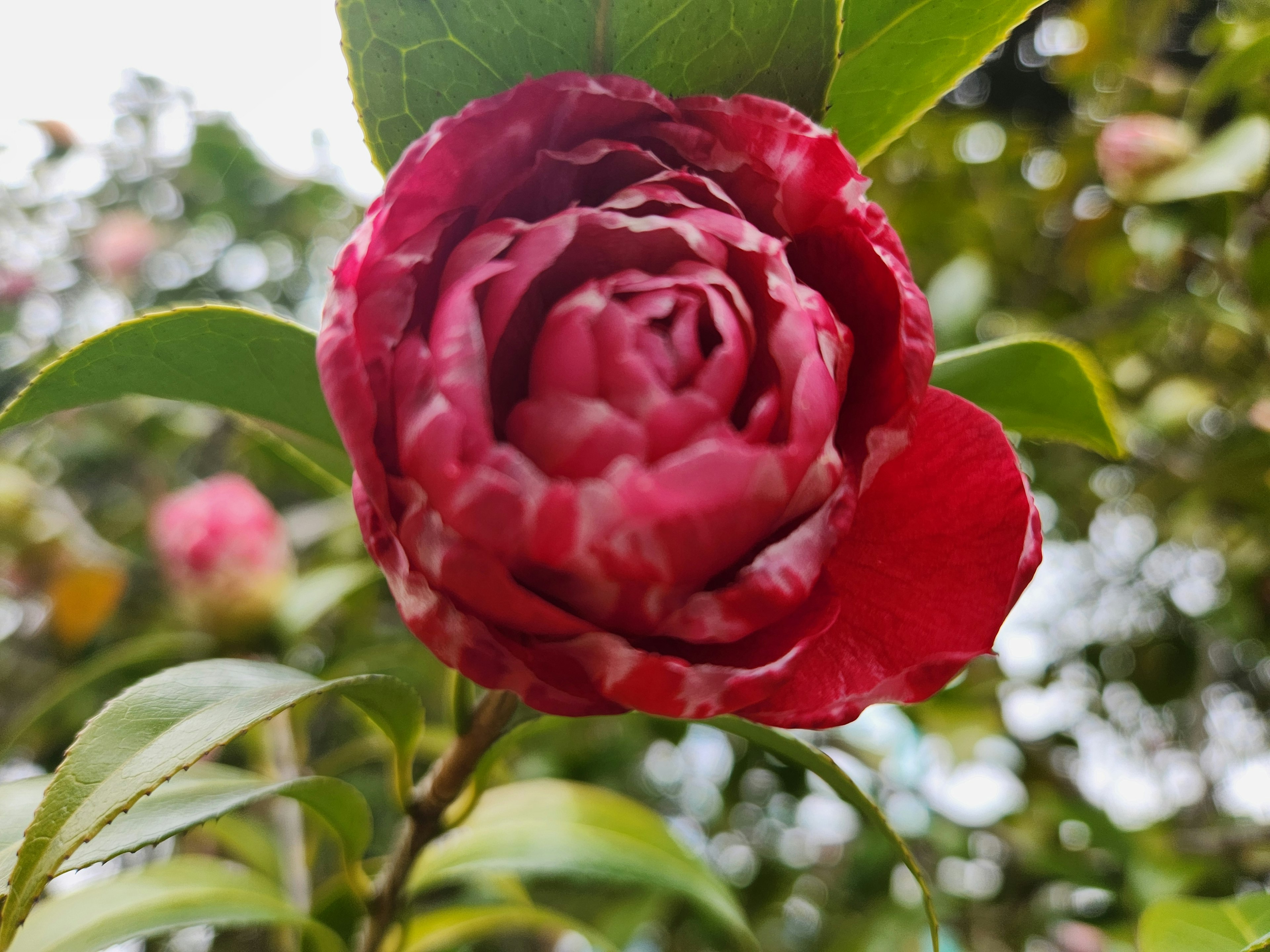 Eine schöne rote Kamelienblüte zwischen grünen Blättern