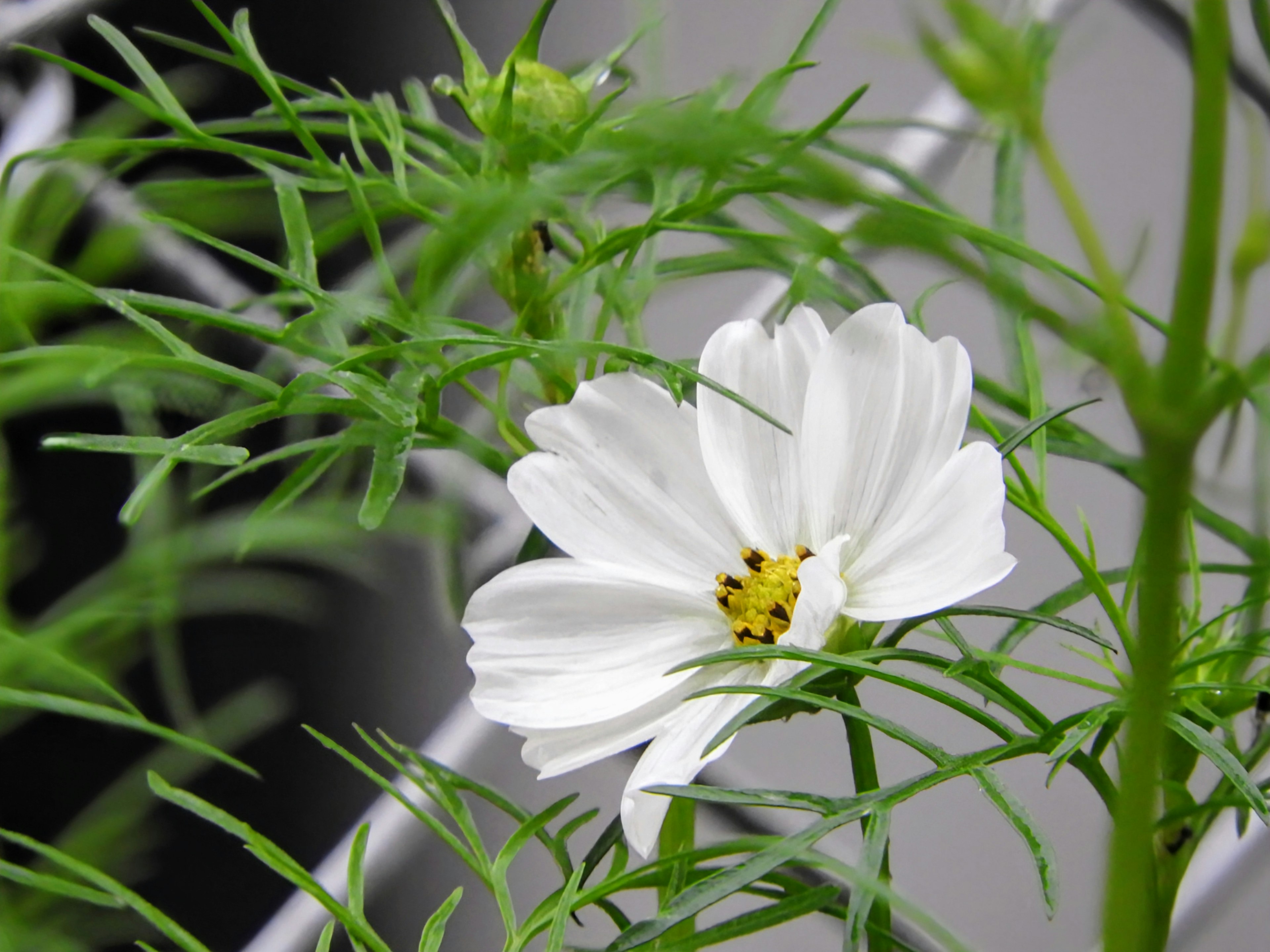 Gros plan d'une fleur de cosmos blanche entourée de feuillage vert